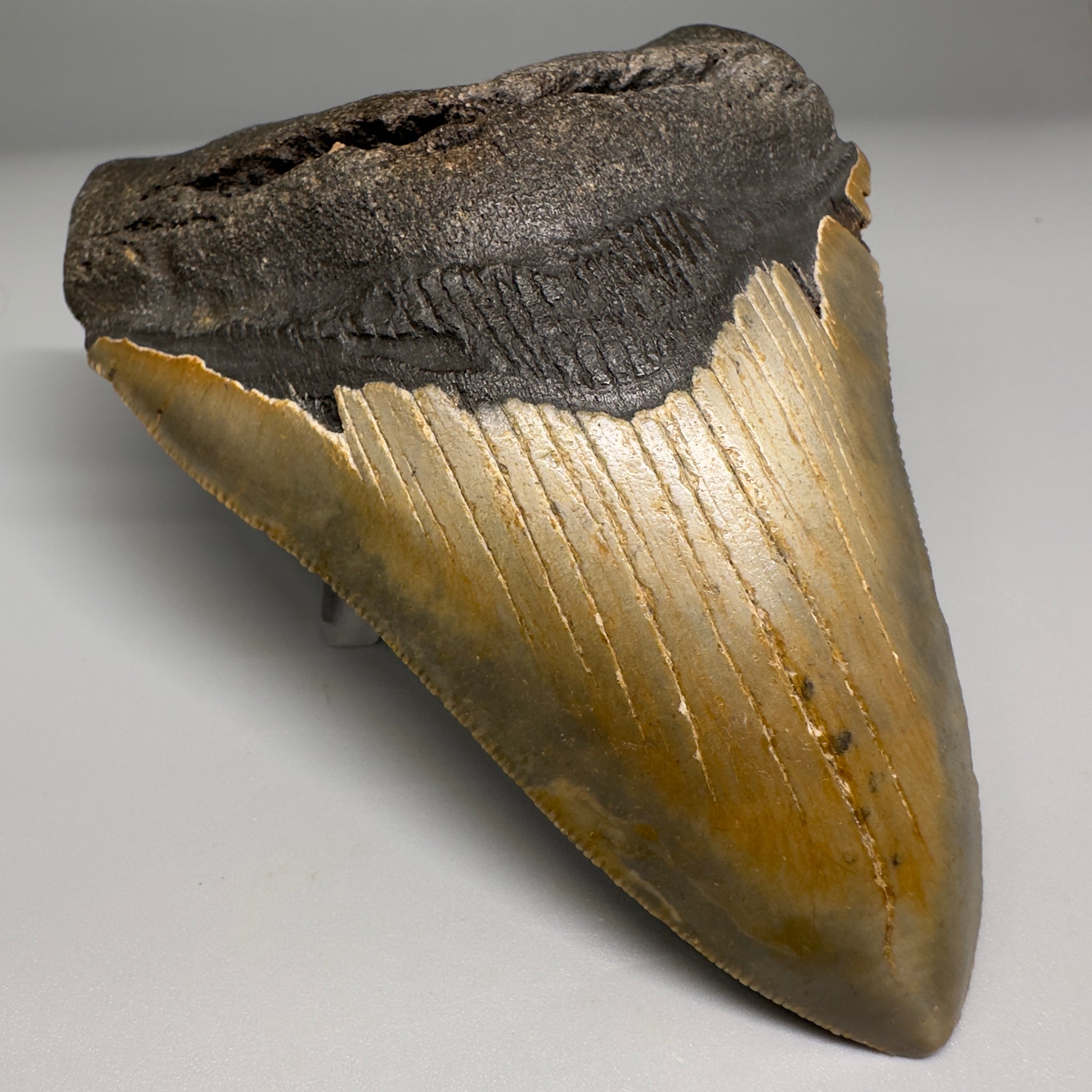 Colorful with great prints 4.76" Fossil Megalodon Tooth - North Carolina CM5143 - Front Left