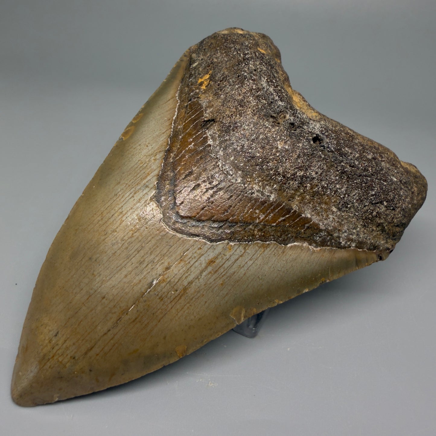 Front Right View 4.41" Authentic Megalodon Tooth – North Carolina Fossil | Carcharocles megalodon CM5420 