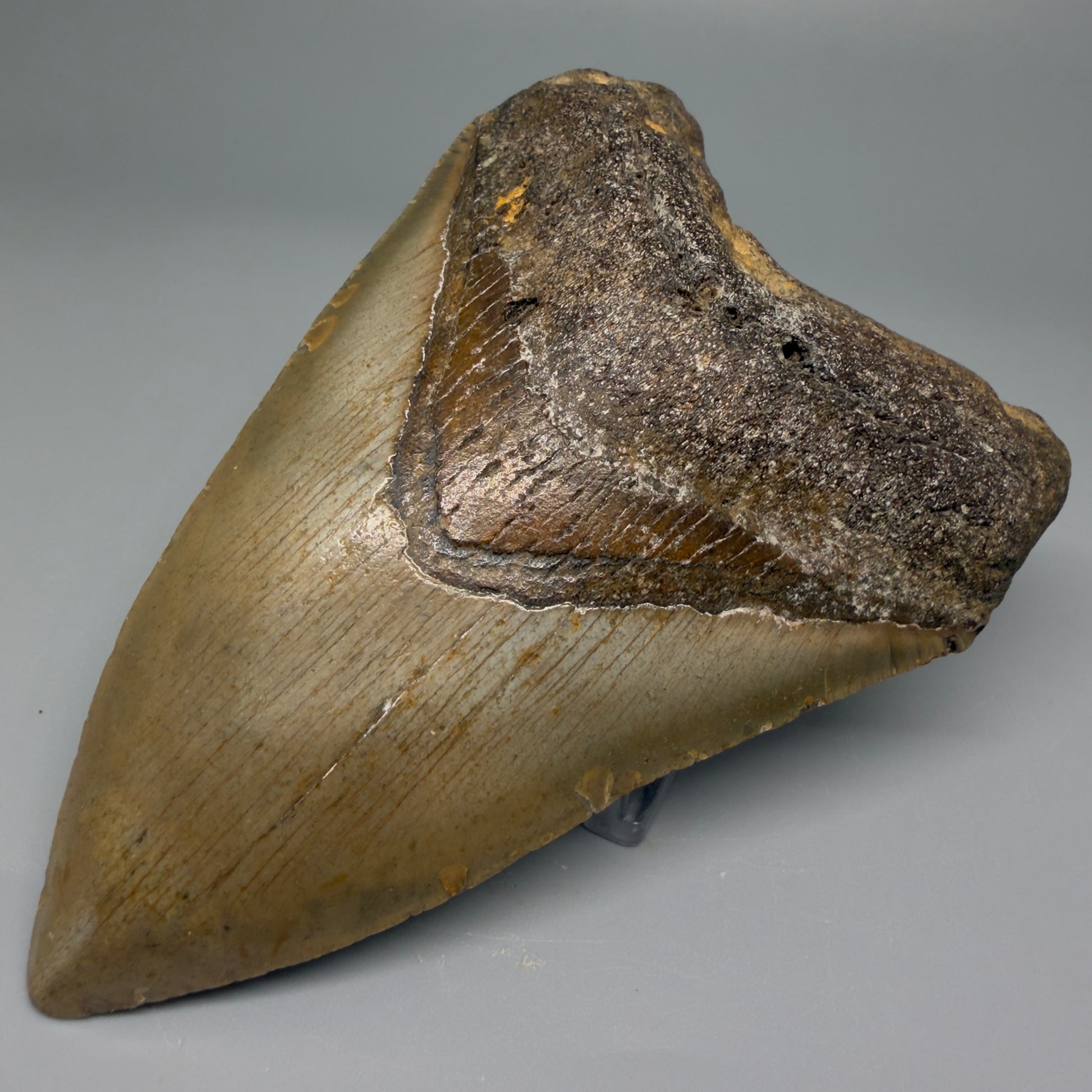 Front Right View 4.41" Authentic Megalodon Tooth – North Carolina Fossil | Carcharocles megalodon CM5420 
