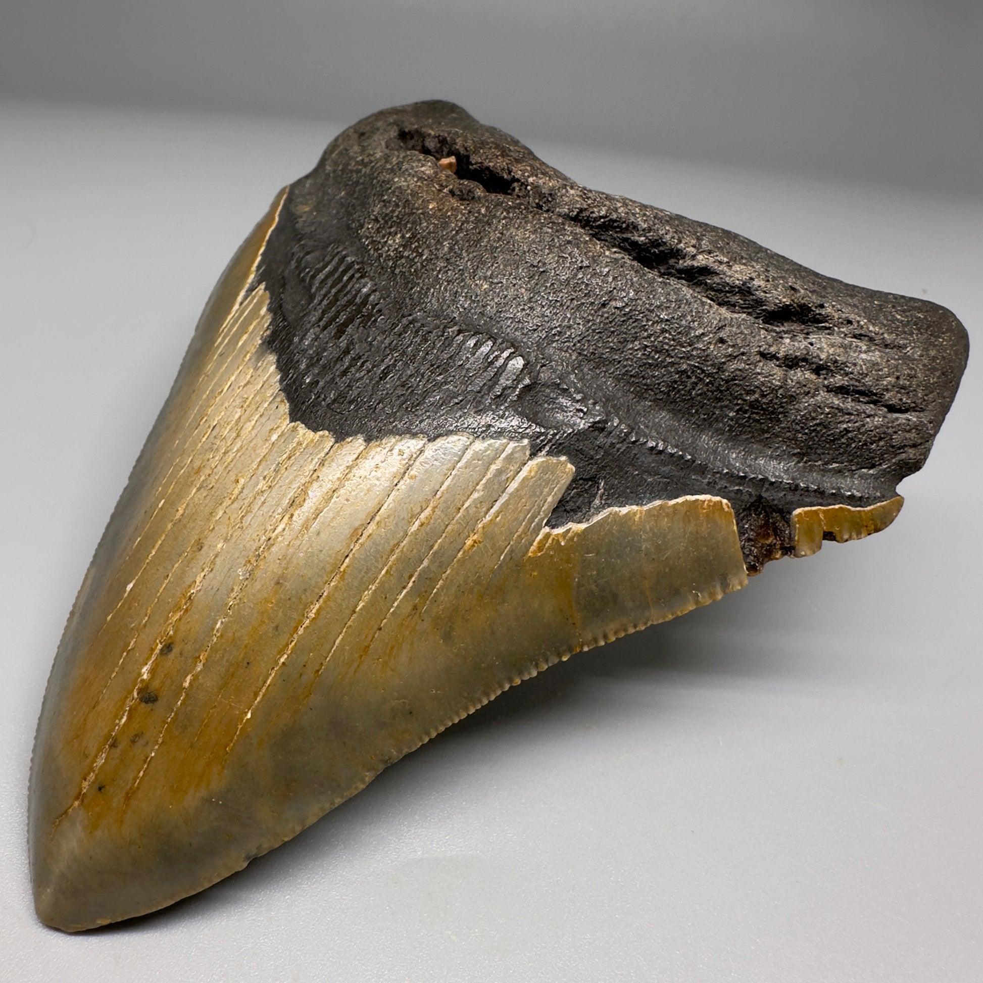 Colorful with great prints 4.76" Fossil Megalodon Tooth - North Carolina CM5143 - Front Right