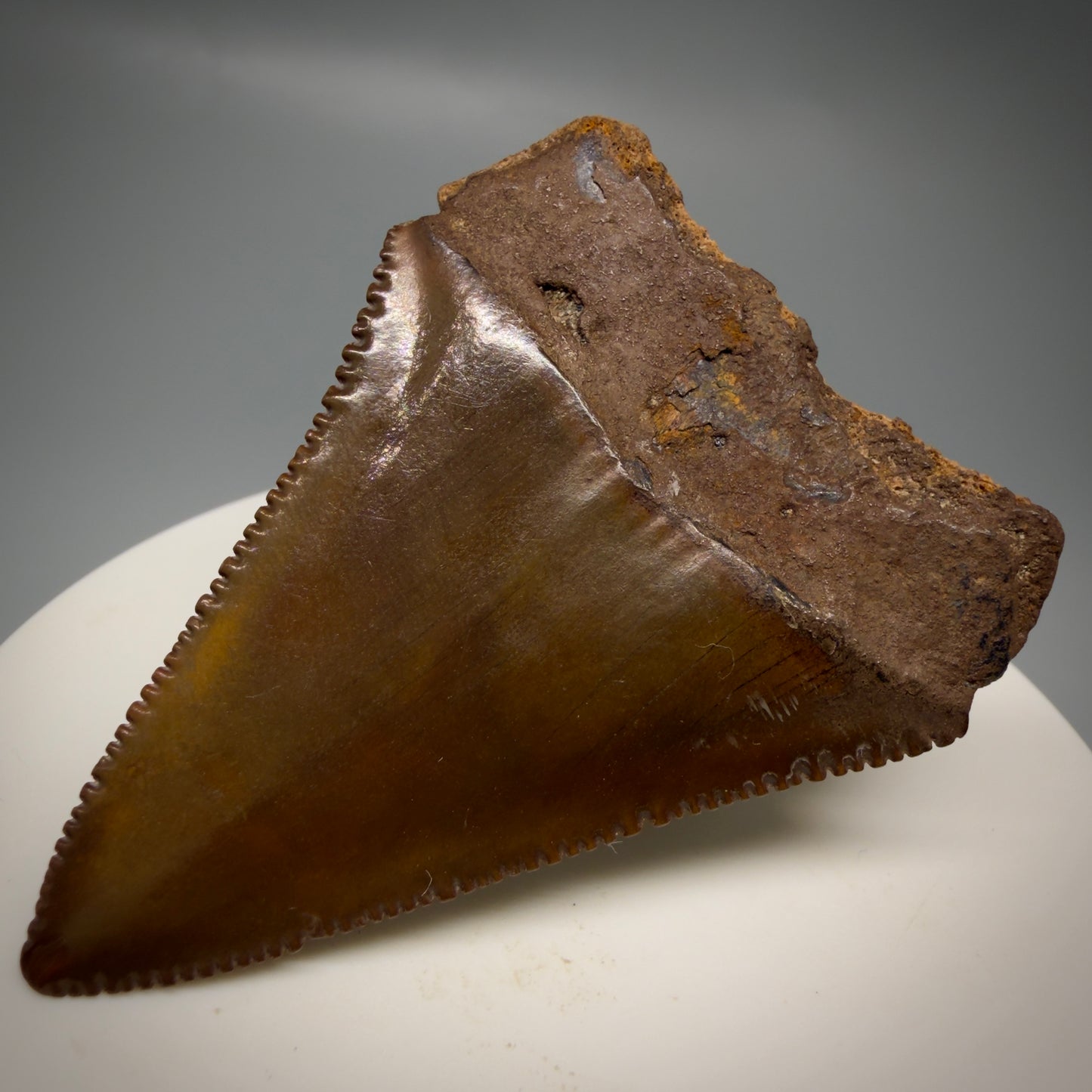 Back Right View Red, gorgeous, serrated 2.20" Colorful Fossil Great White - Carcharodon carcharias Shark Tooth from Meherrin River, NC GW1324