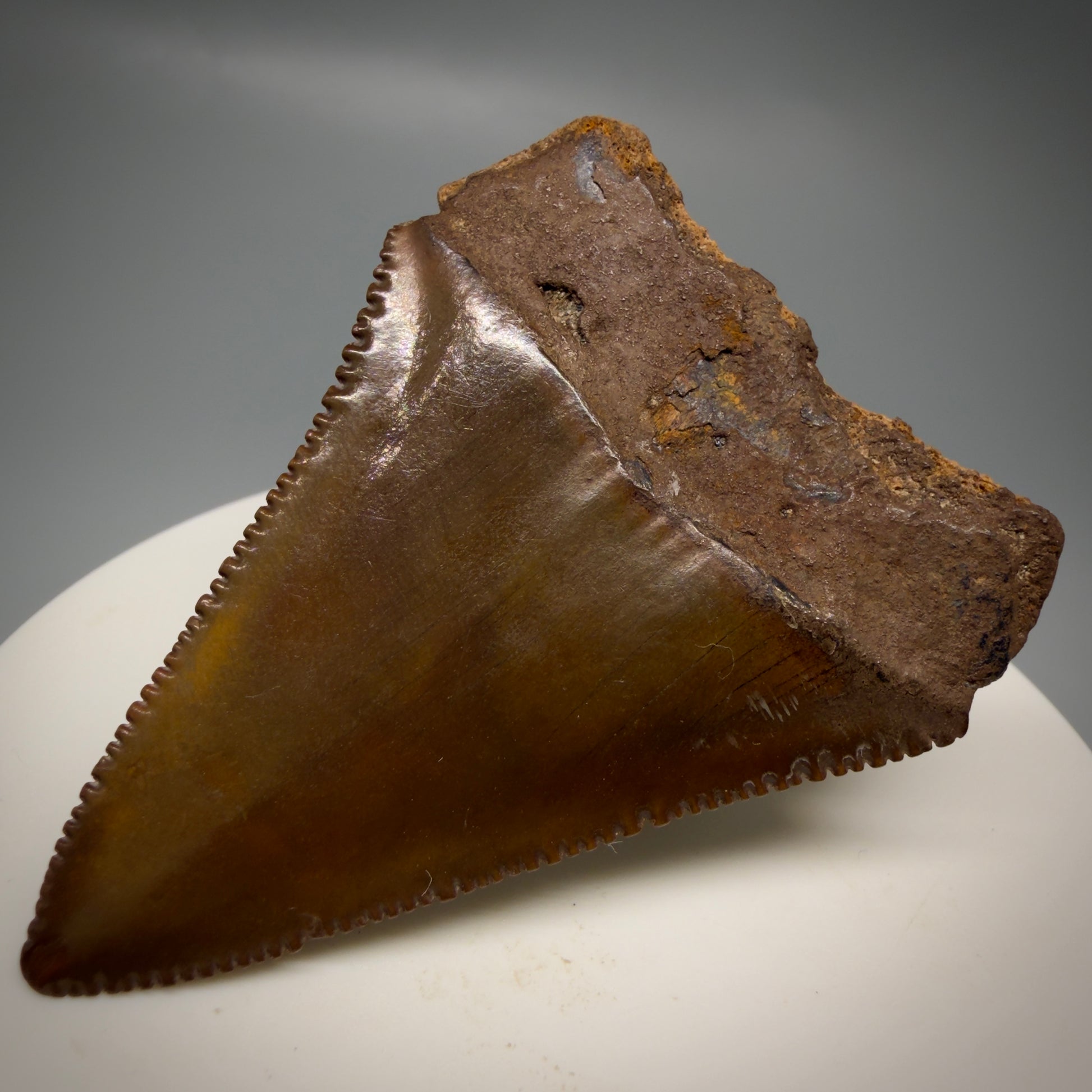 Back Right View Red, gorgeous, serrated 2.20" Colorful Fossil Great White - Carcharodon carcharias Shark Tooth from Meherrin River, NC GW1324