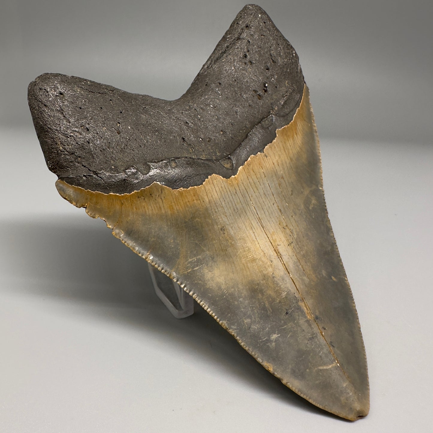 Colorful with great prints 4.76" Fossil Megalodon Tooth - North Carolina CM5143 - Back Left