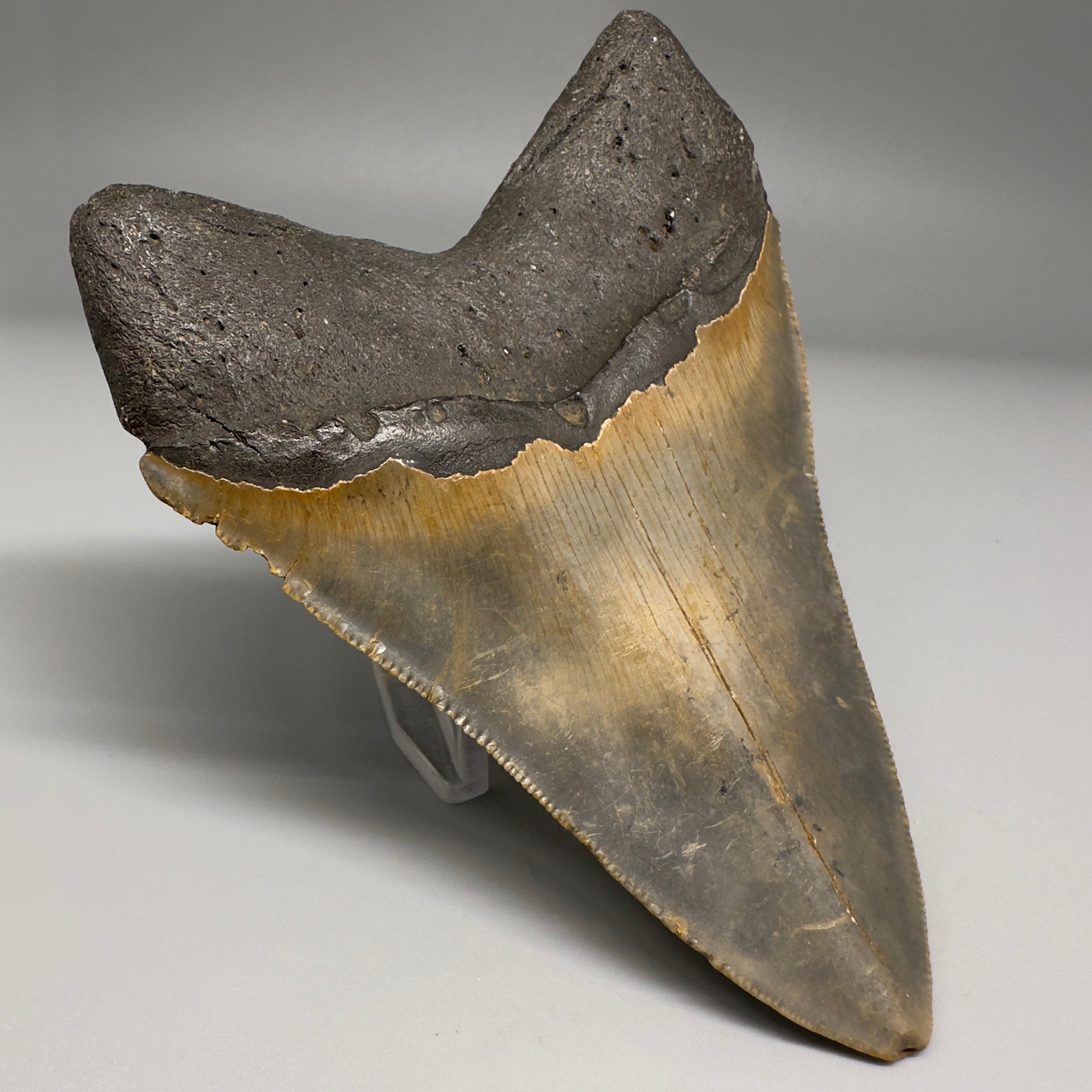 Colorful with great prints 4.76" Fossil Megalodon Tooth - North Carolina CM5143 - Back Left