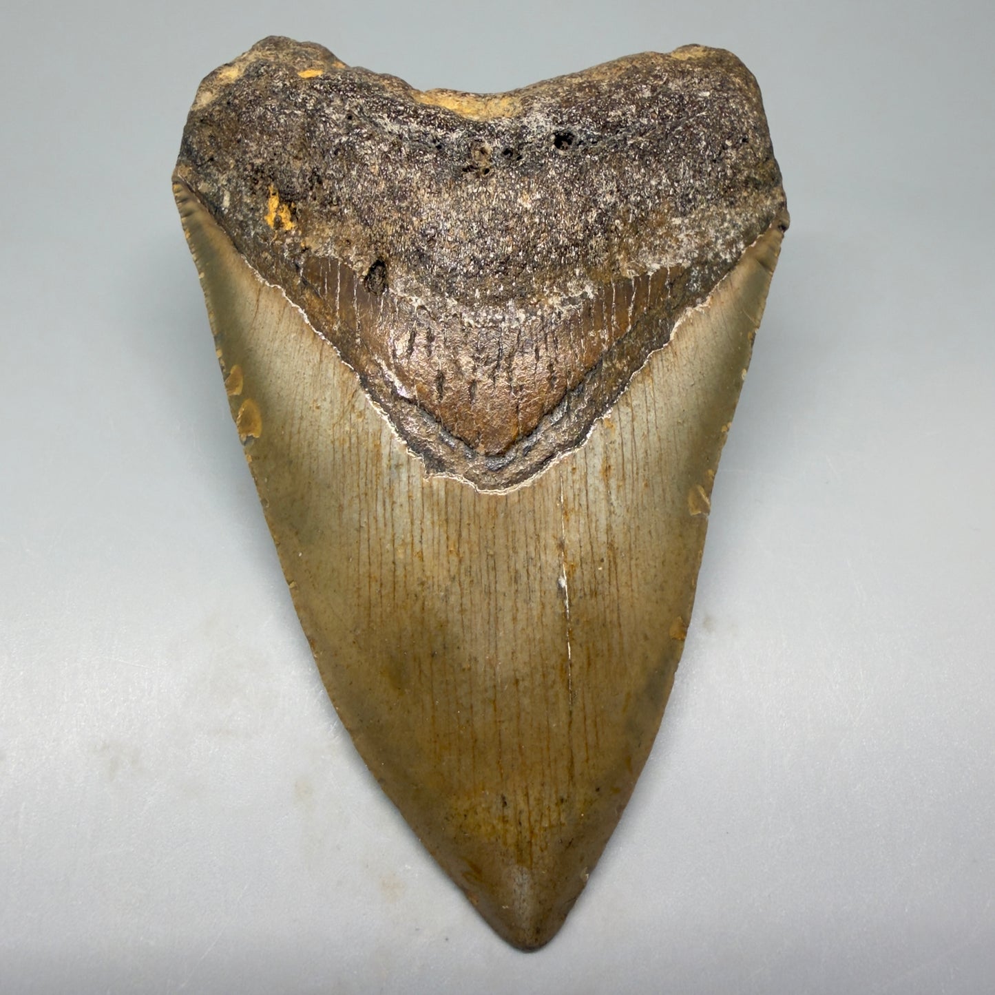 Front View Tip Down 4.41" Authentic Megalodon Tooth – North Carolina Fossil | Carcharocles megalodon CM5420 