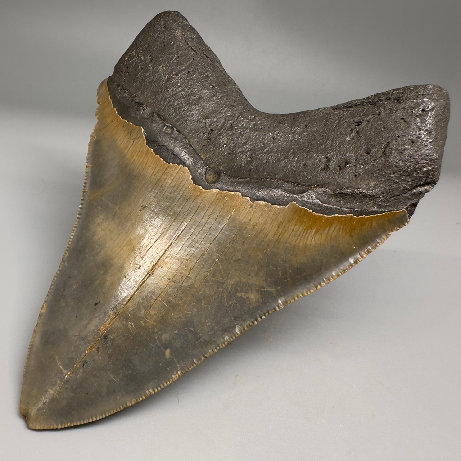 Colorful with great prints 4.76" Fossil Megalodon Tooth - North Carolina CM5143 - Back Right