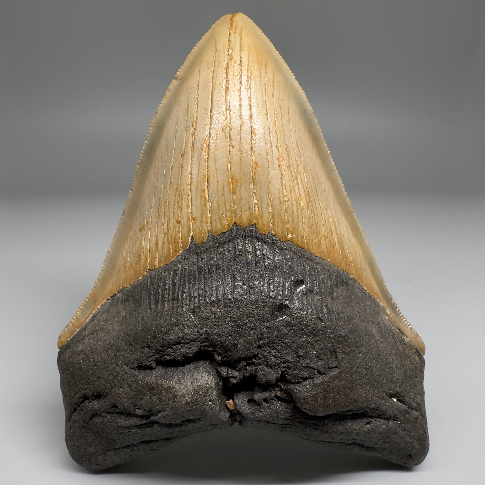 Colorful with great prints 4.84" Fossil Megalodon Tooth - North Carolina CM5144 - Front