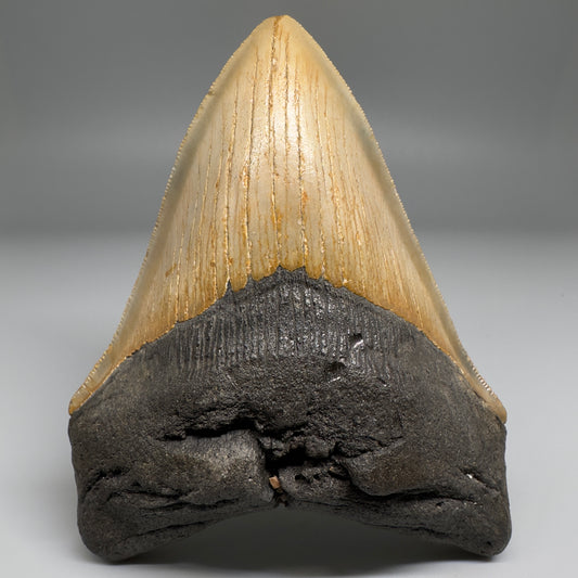 Colorful with great prints 4.84" Fossil Megalodon Tooth - North Carolina CM5144 - Front