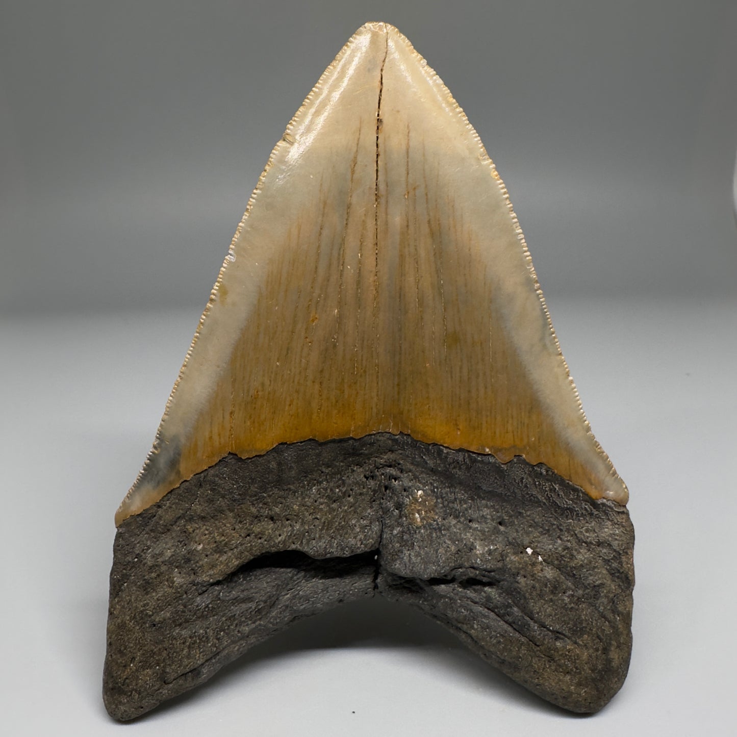 Colorful with great prints 4.84" Fossil Megalodon Tooth - North Carolina CM5144 - Back