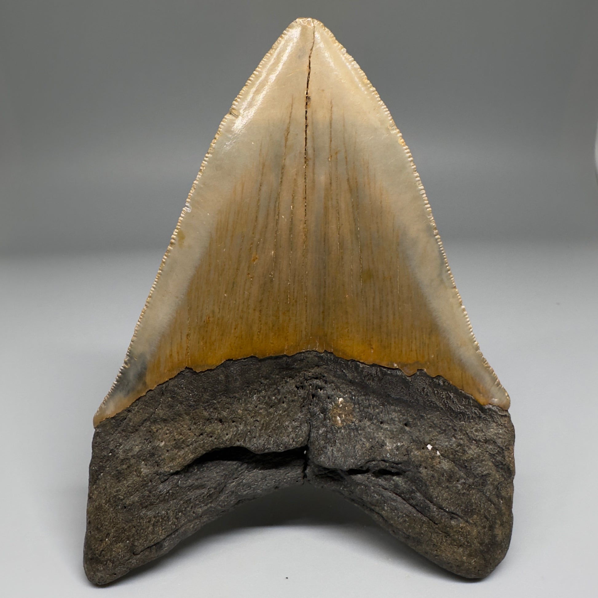 Colorful with great prints 4.84" Fossil Megalodon Tooth - North Carolina CM5144 - Back