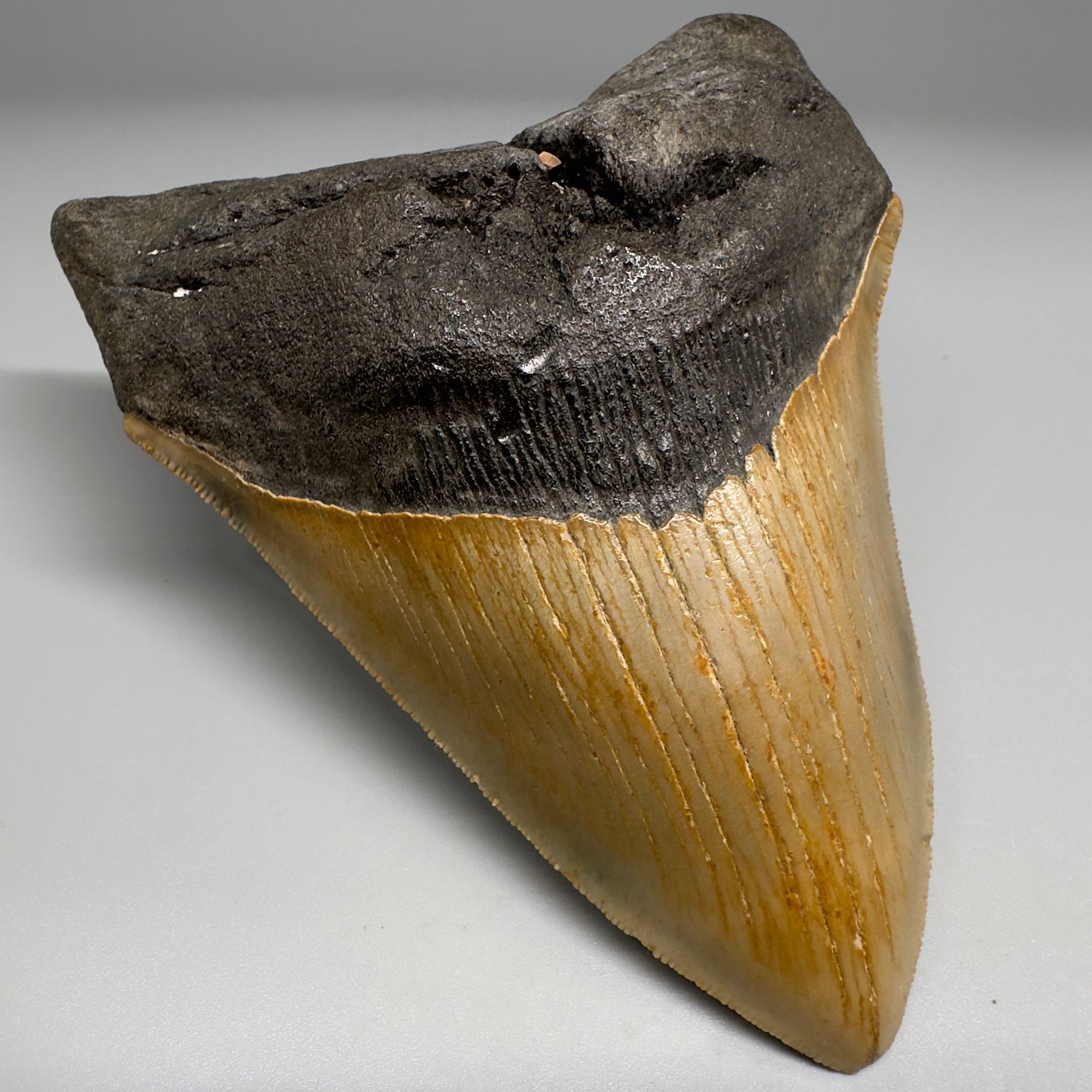 Colorful with great prints 4.84" Fossil Megalodon Tooth - North Carolina CM5144 - Front Left