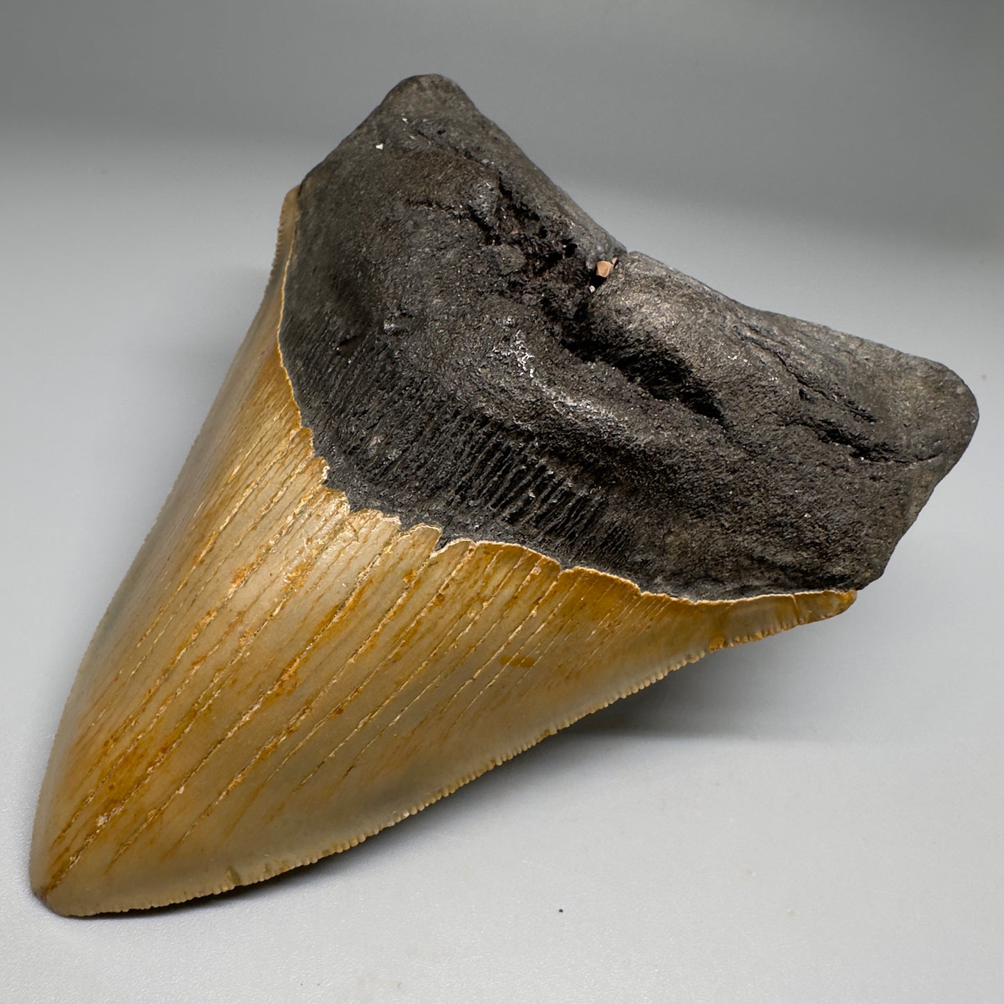 Colorful with great prints 4.84" Fossil Megalodon Tooth - North Carolina CM5144 - Front Right