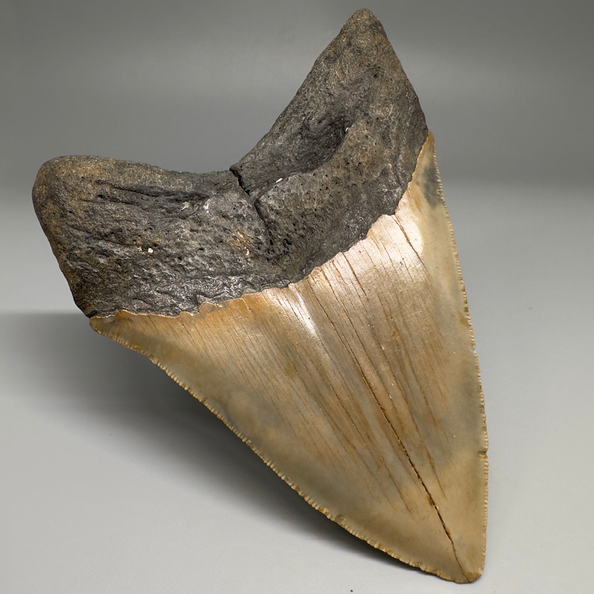 Colorful with great prints 4.84" Fossil Megalodon Tooth - North Carolina CM5144 - Back Left