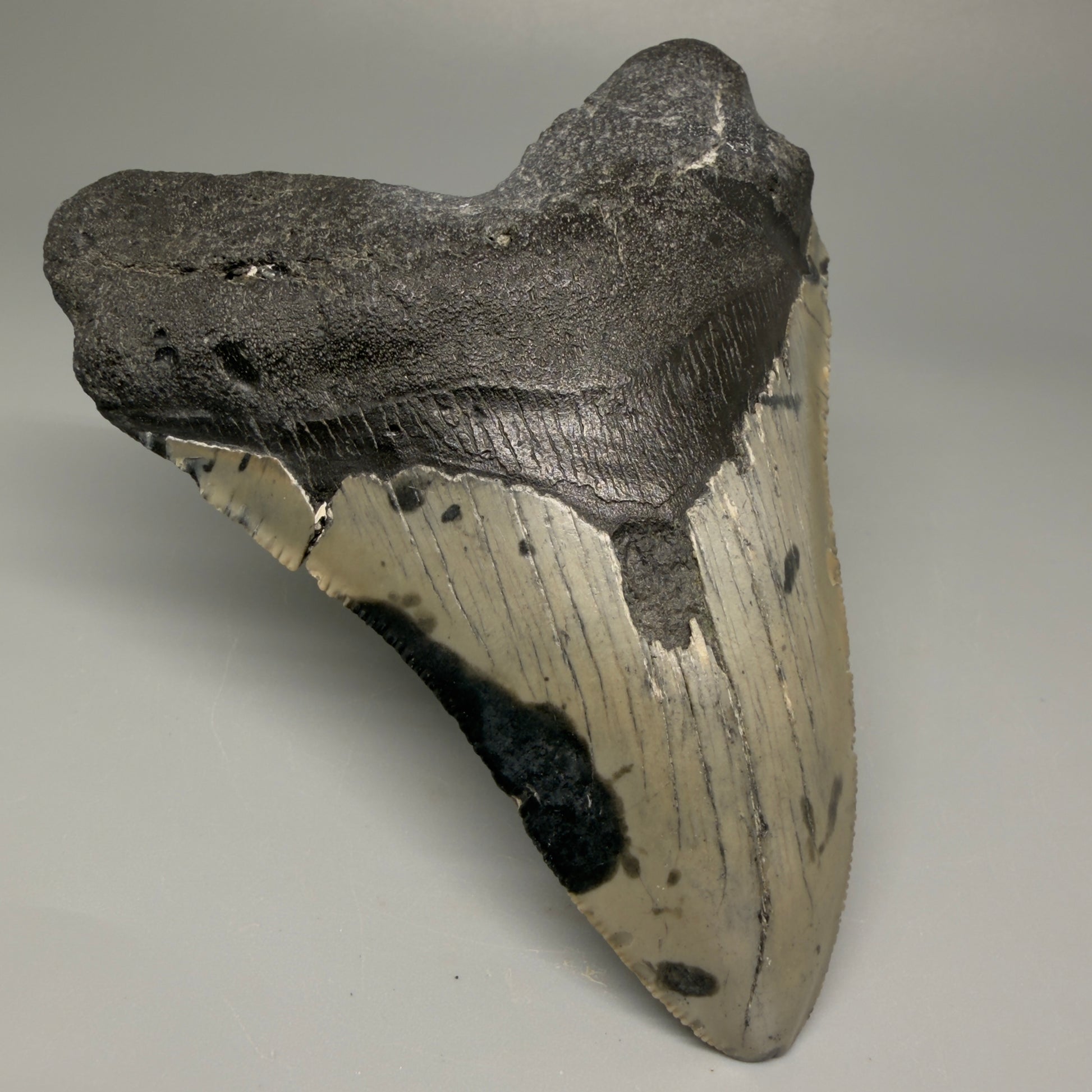 Front Left View 4.62" Authentic Megalodon Tooth – Great Prints - North Carolina Fossil | Carcharocles megalodon CM5421 
