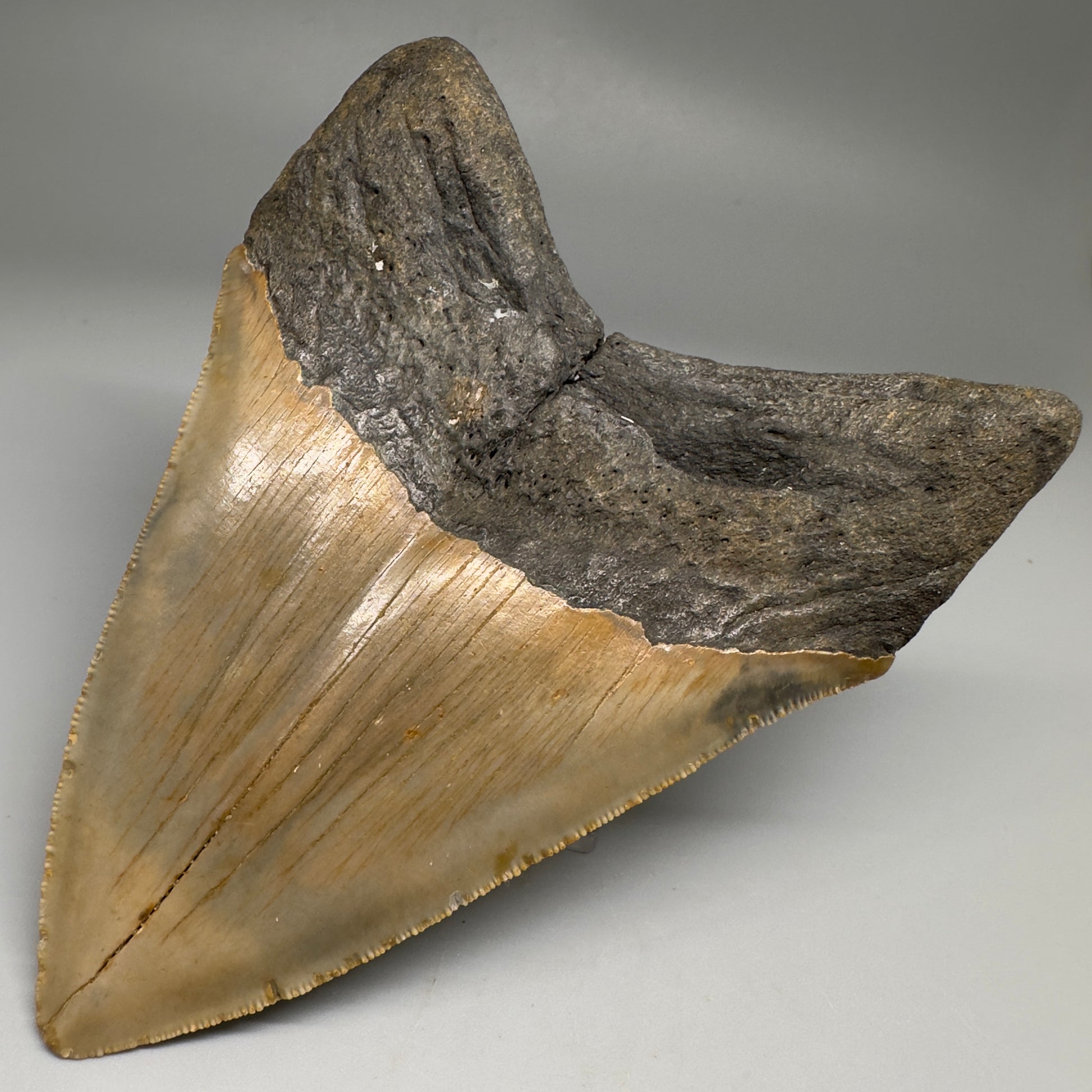 Colorful with great prints 4.84" Fossil Megalodon Tooth - North Carolina CM5144 - Back Right