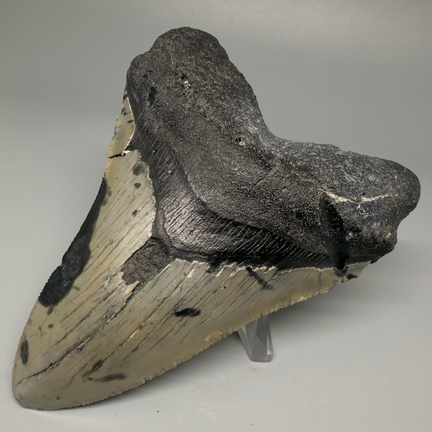 Front Right View 4.62" Authentic Megalodon Tooth – Great Prints - North Carolina Fossil | Carcharocles megalodon CM5421 