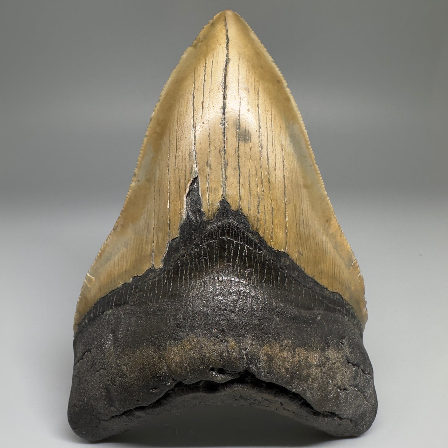 Colorful with great prints 4.91" Fossil Megalodon Tooth - North Carolina CM5146 - Front