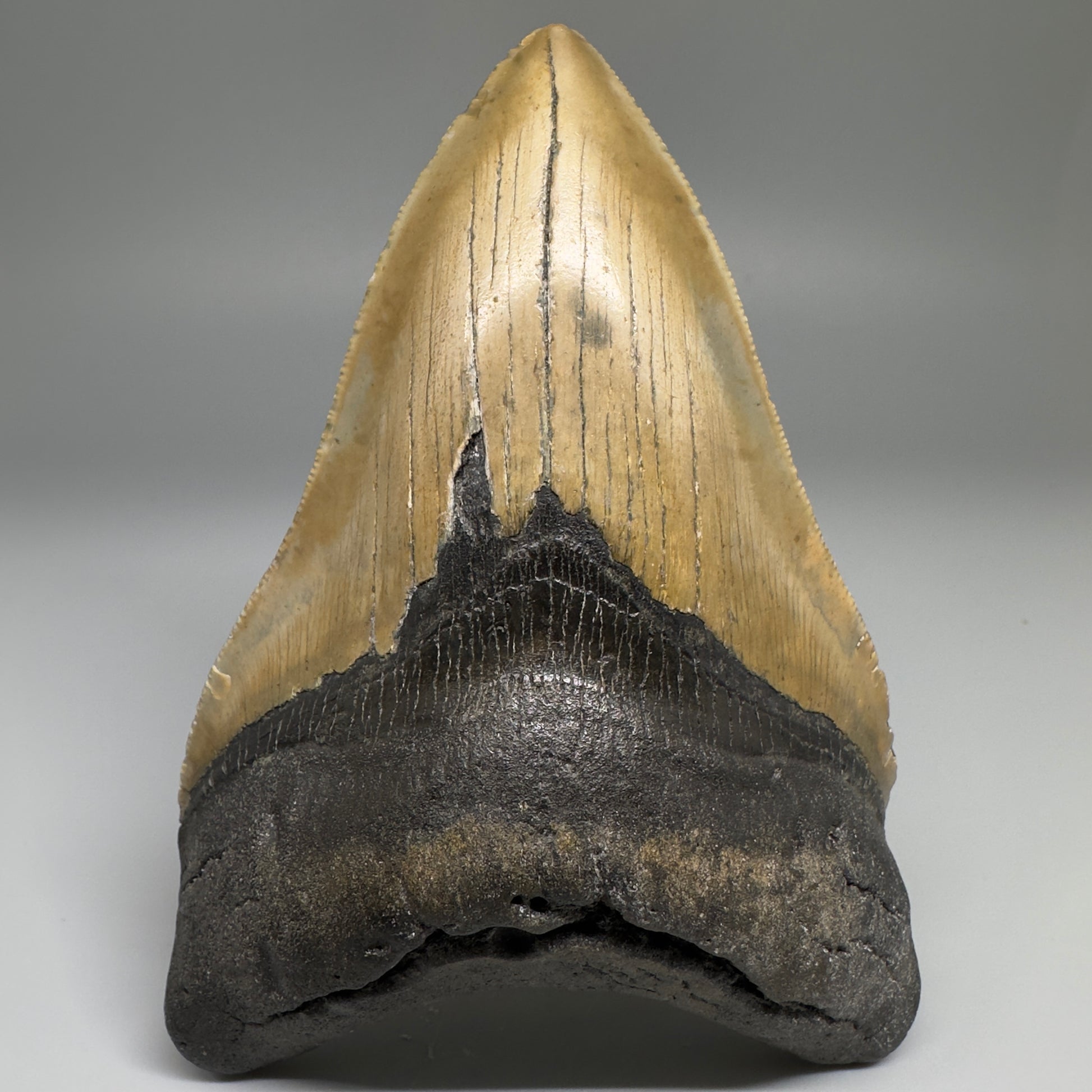 Colorful with great prints 4.91" Fossil Megalodon Tooth - North Carolina CM5146 - Front