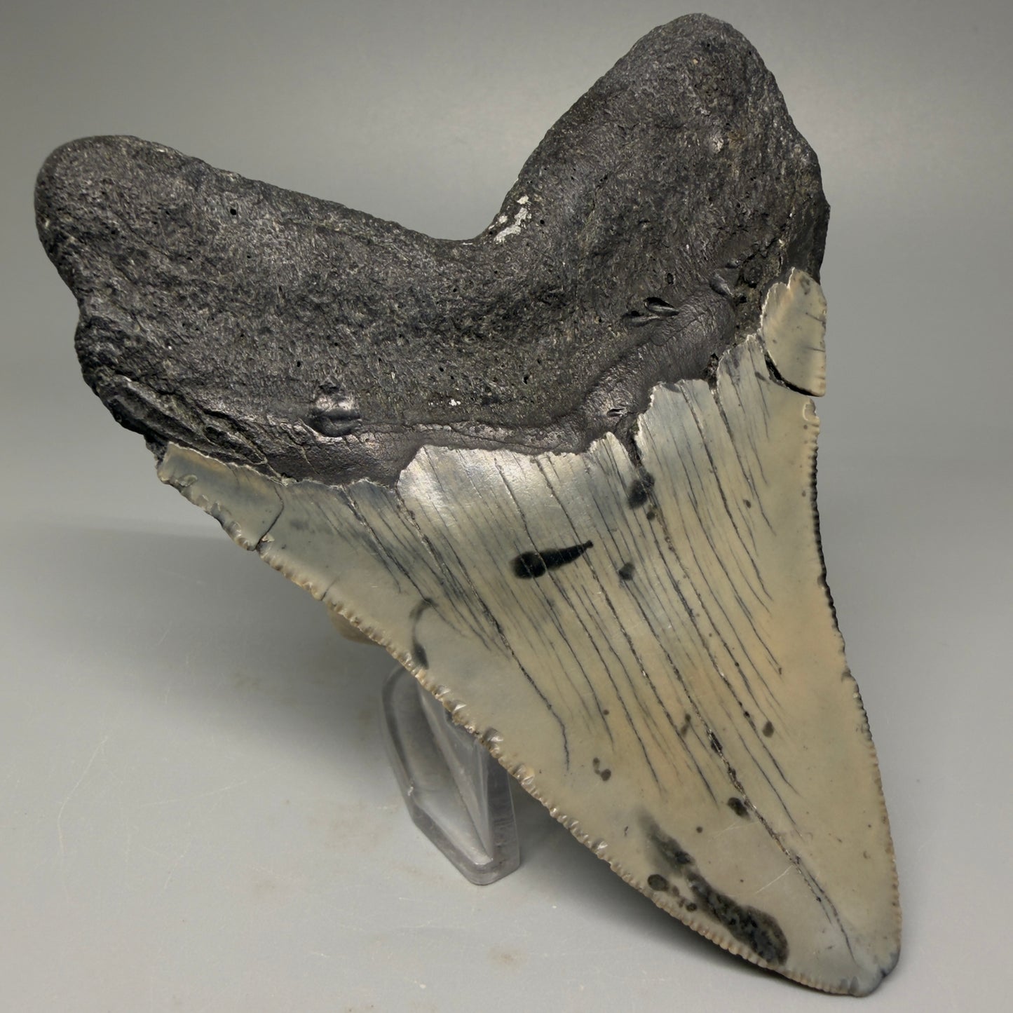 Back Left View 4.62" Authentic Megalodon Tooth – Great Prints - North Carolina Fossil | Carcharocles megalodon CM5421 