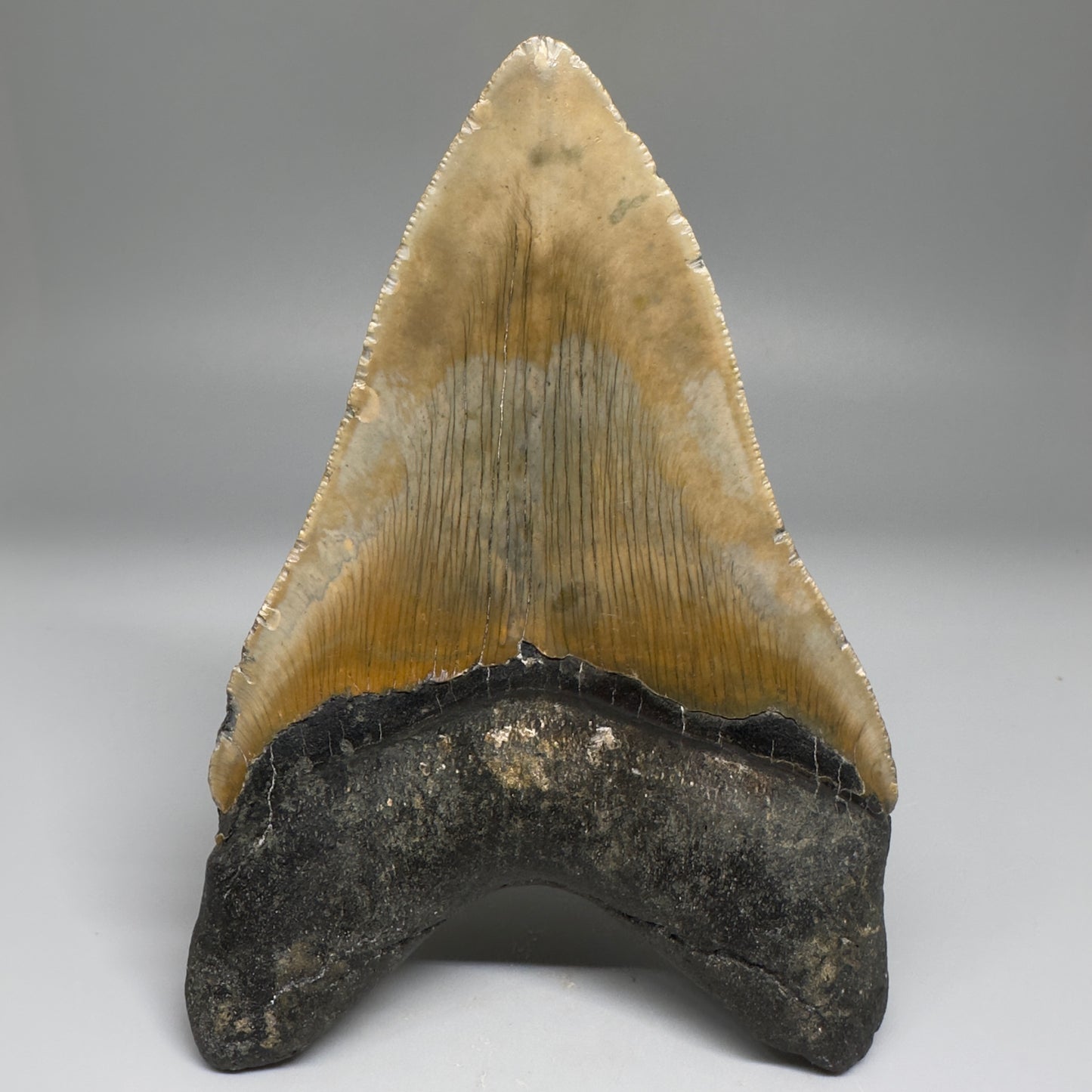Colorful with great prints 4.91" Fossil Megalodon Tooth - North Carolina CM5146 - Back