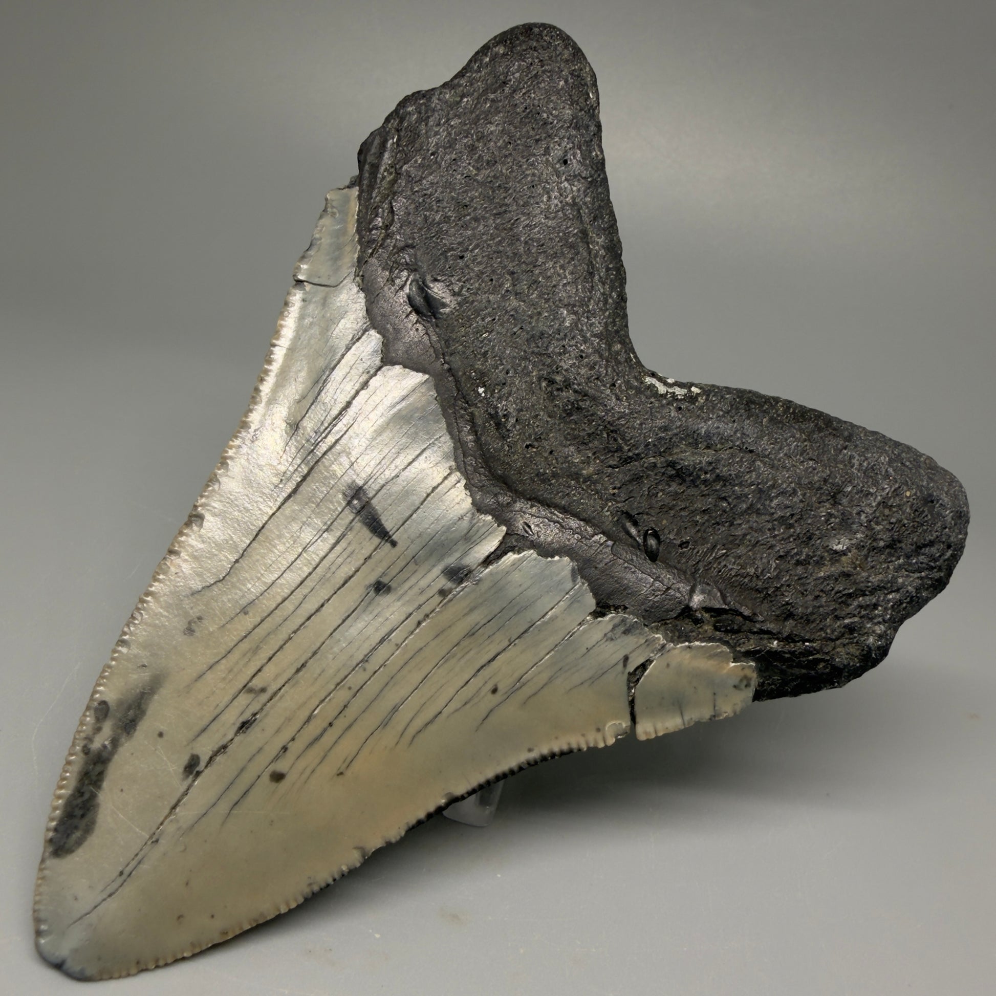Back Right View 4.62" Authentic Megalodon Tooth – Great Prints - North Carolina Fossil | Carcharocles megalodon CM5421 