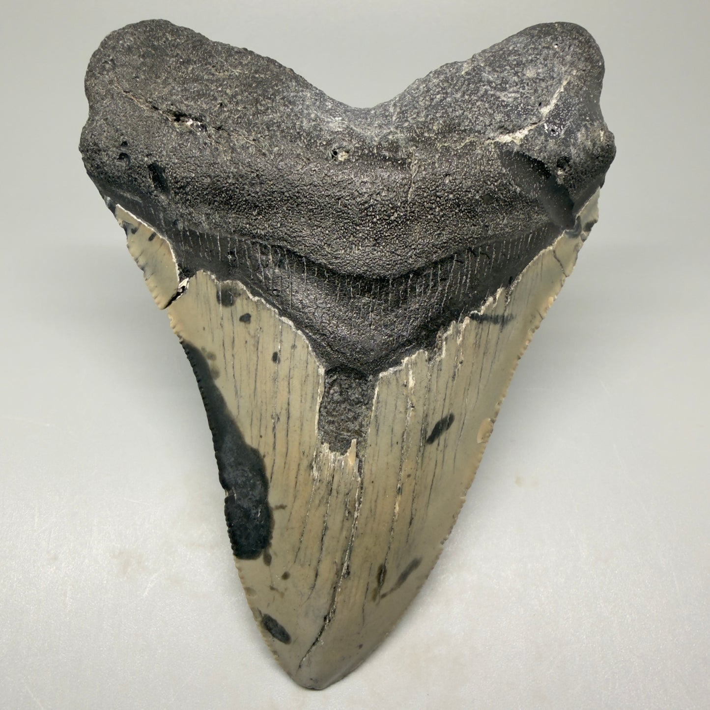 Front View Tip Down 4.62" Authentic Megalodon Tooth – Great Prints - North Carolina Fossil | Carcharocles megalodon CM5421 
