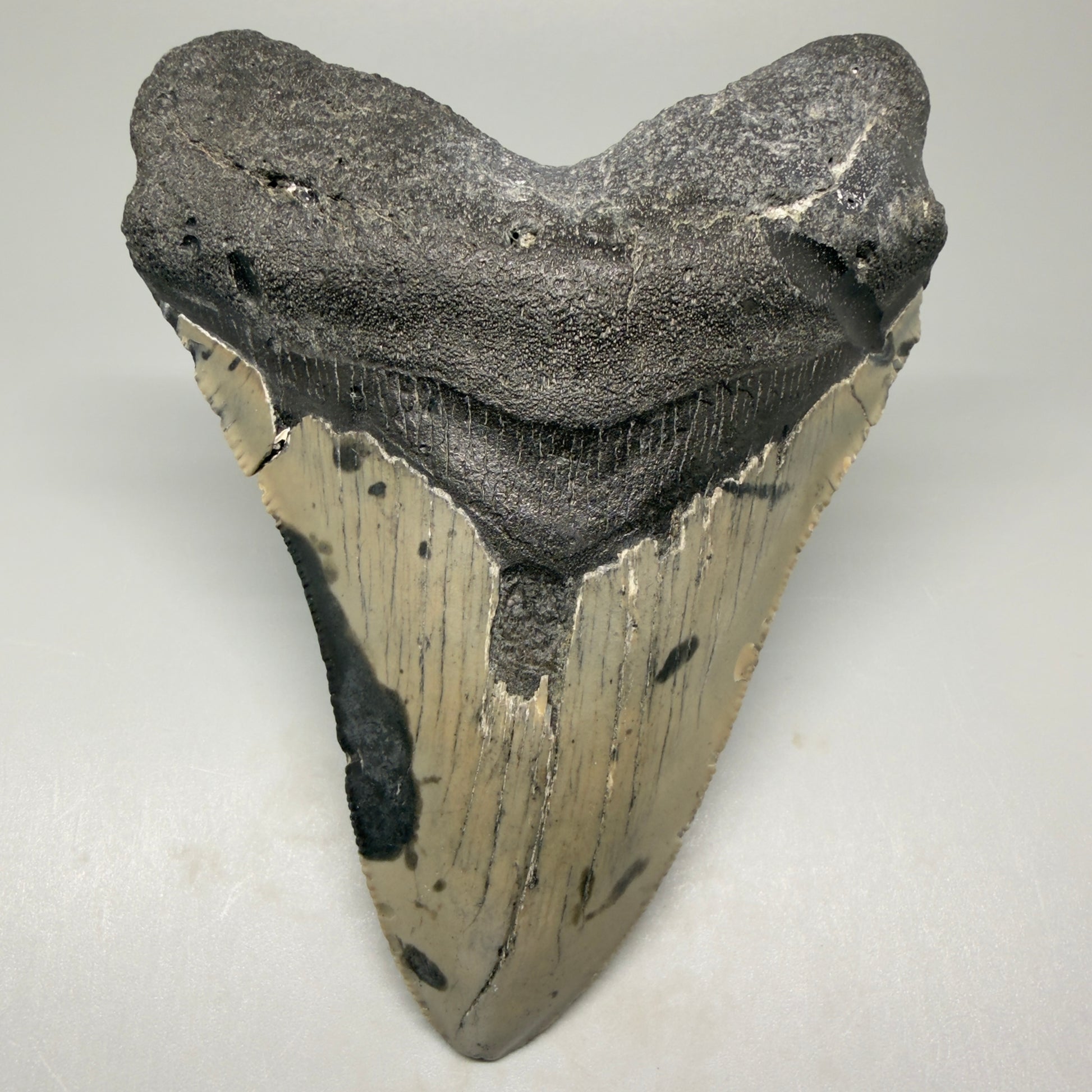 Front View Tip Down 4.62" Authentic Megalodon Tooth – Great Prints - North Carolina Fossil | Carcharocles megalodon CM5421 