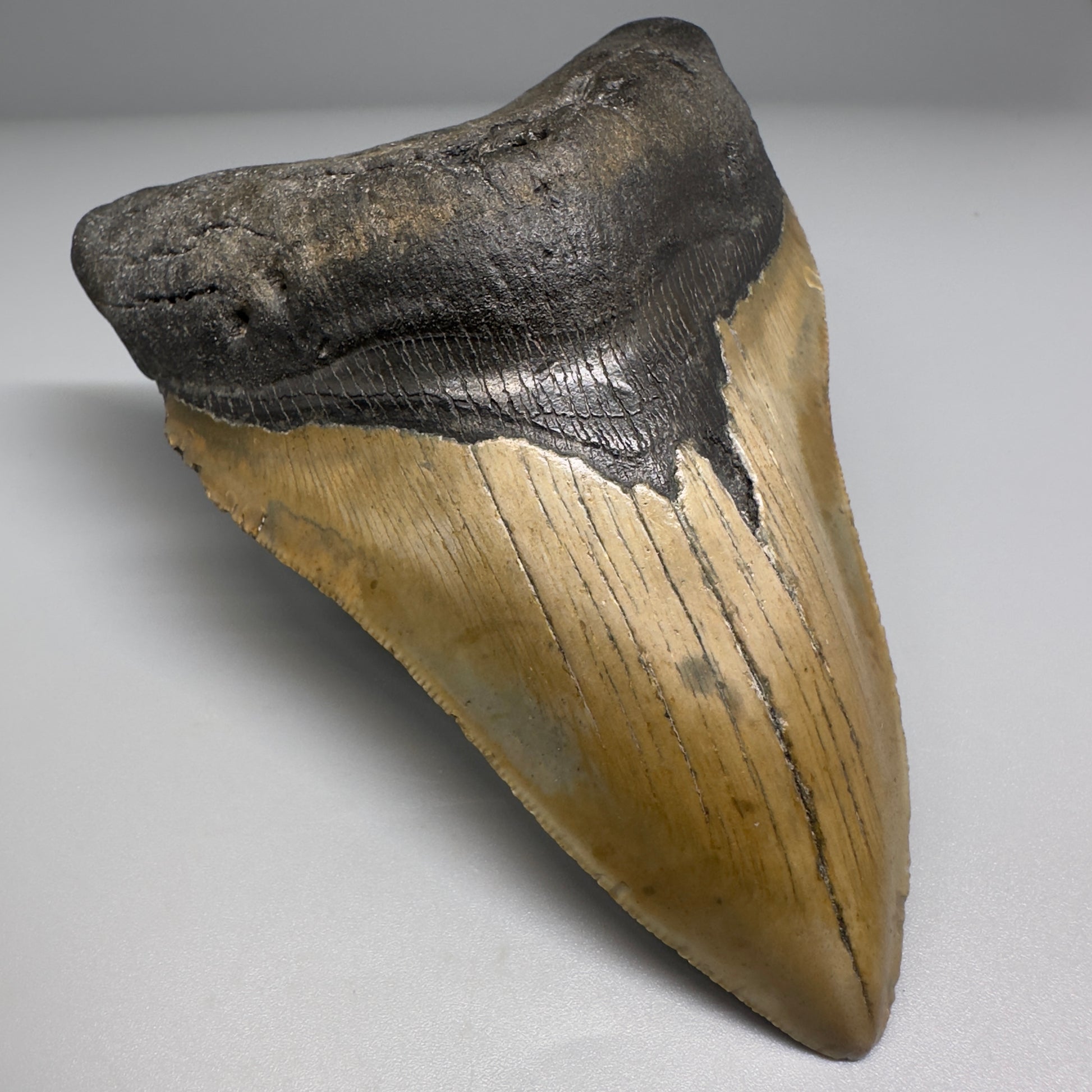 Colorful with great prints 4.91" Fossil Megalodon Tooth - North Carolina CM5146 - Front Left