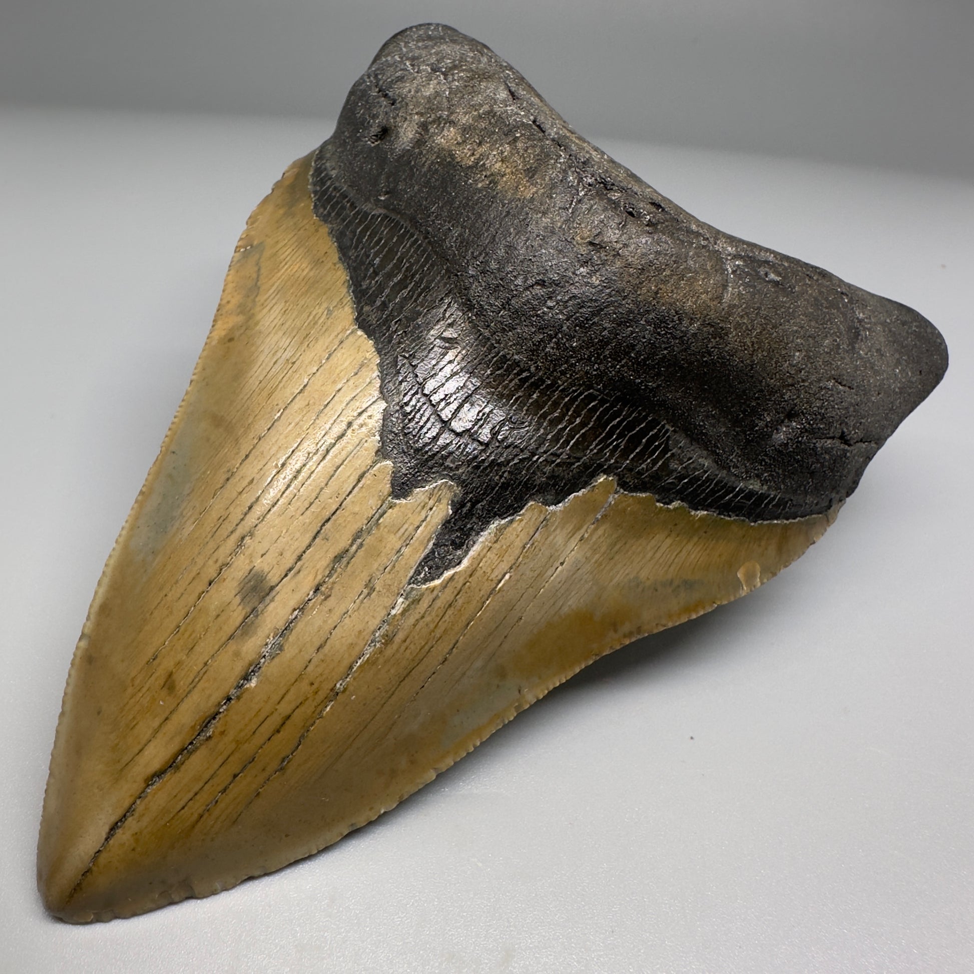 Colorful with great prints 4.91" Fossil Megalodon Tooth - North Carolina CM5146 - Front Right