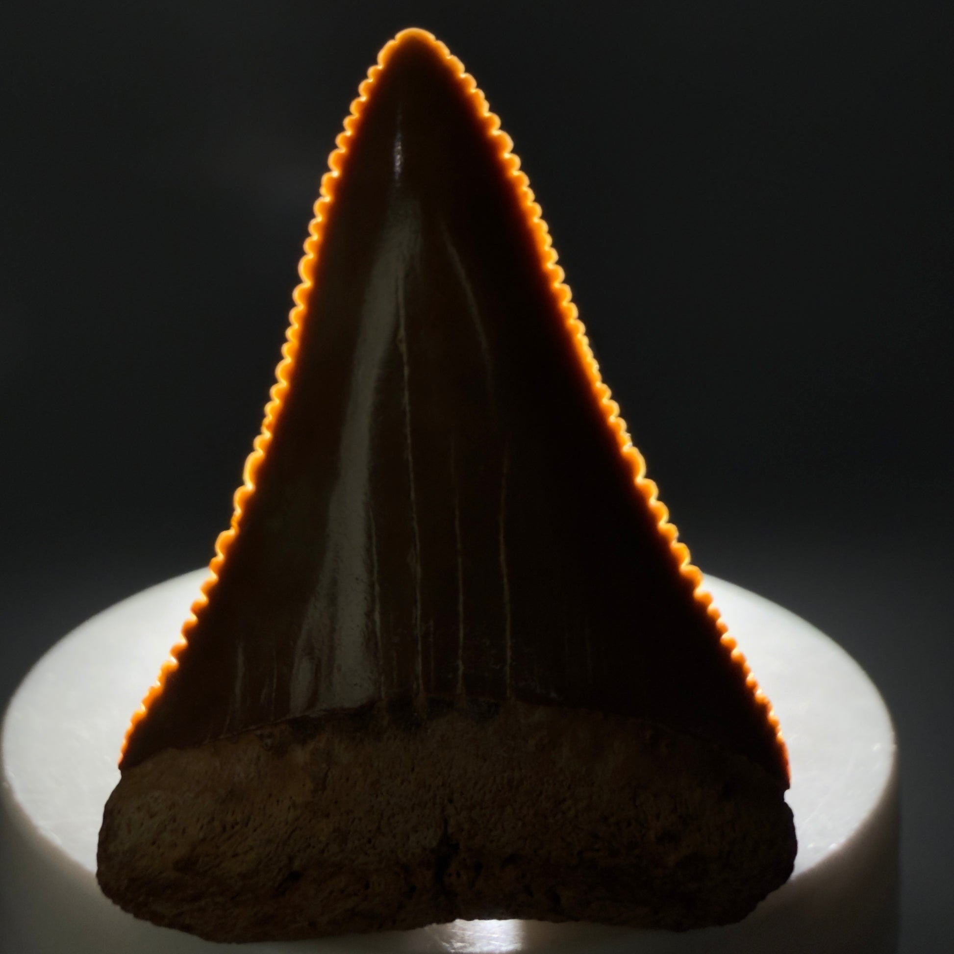 Front View Collector's Quality 1.94" Fossil Great White Shark Tooth - Cooper River, SC - Colorful GW1331 - 1