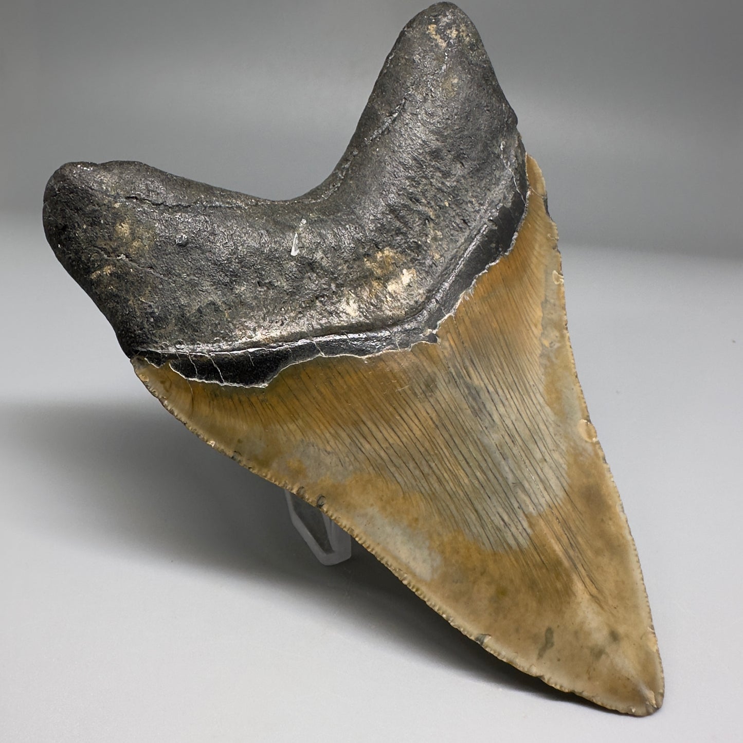 Colorful with great prints 4.91" Fossil Megalodon Tooth - North Carolina CM5146 - Back Left