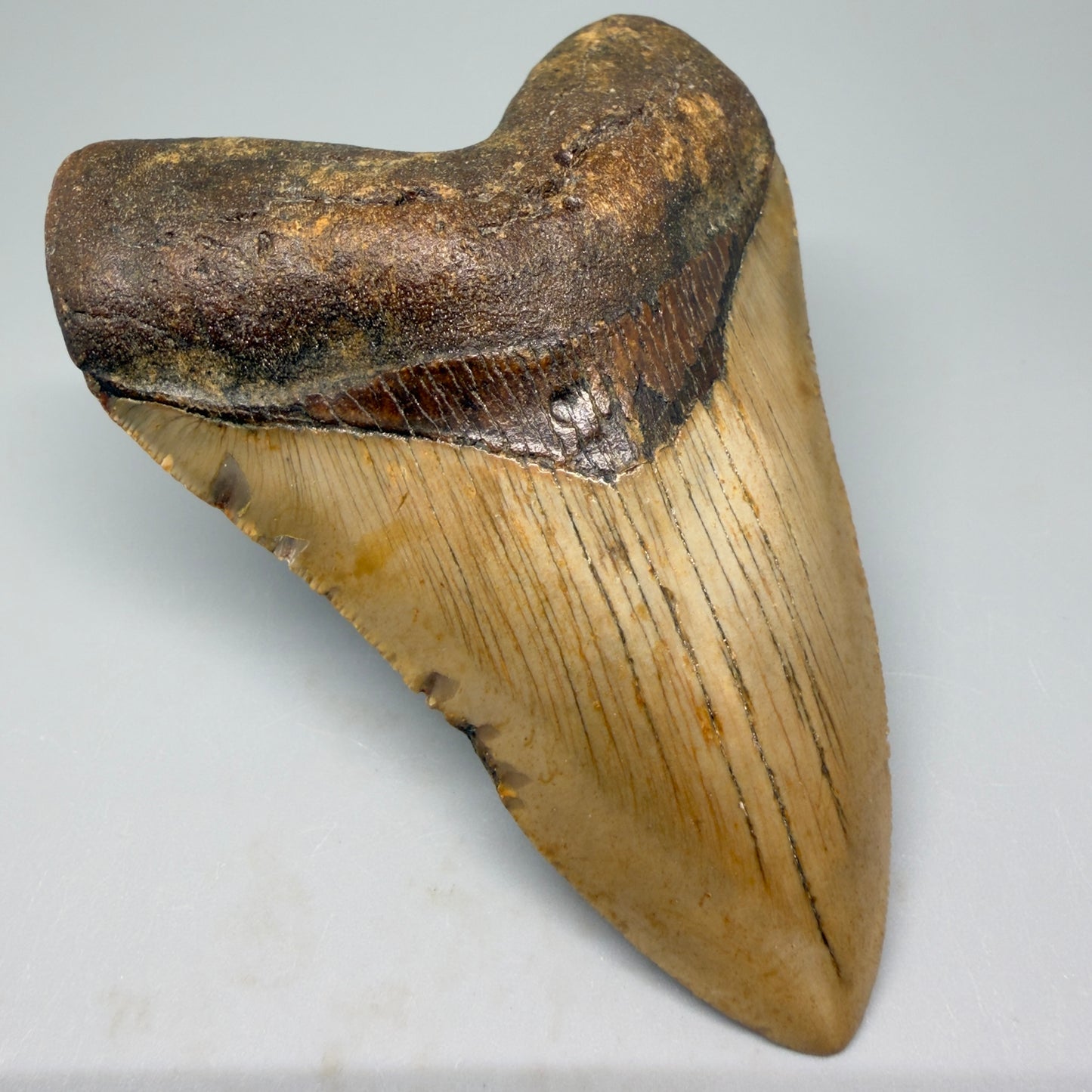 Front Left View Tip down Heart-shaped 4.28" Authentic Megalodon Tooth – North Carolina Fossil | Carcharocles megalodon CM5418