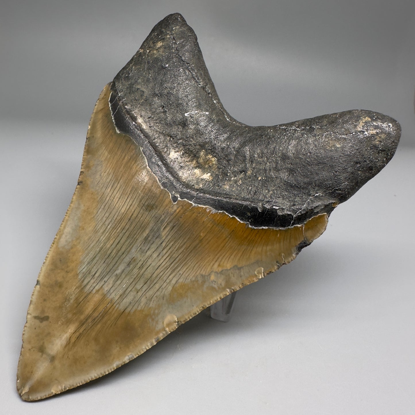 Colorful with great prints 4.91" Fossil Megalodon Tooth - North Carolina CM5146 - Back Right