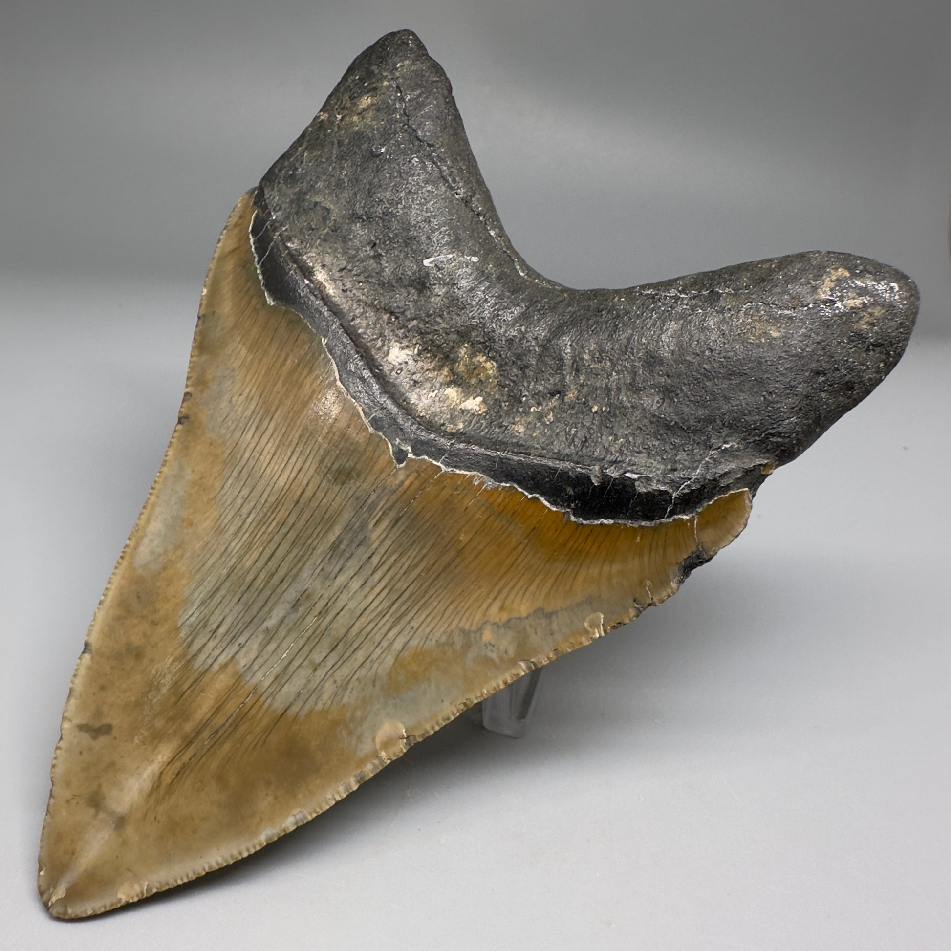 Colorful with great prints 4.91" Fossil Megalodon Tooth - North Carolina CM5146 - Back Right
