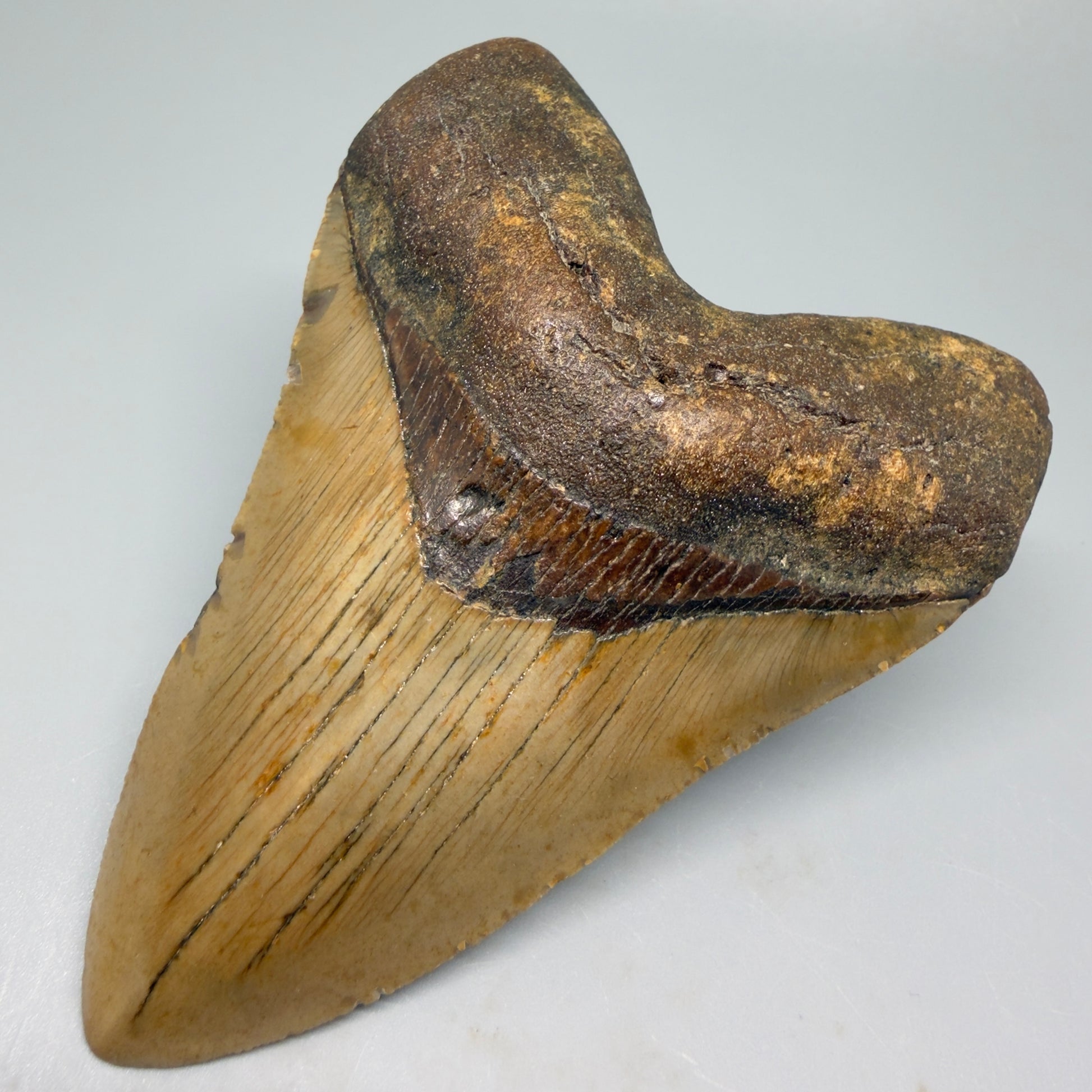 Front Right View Tip down Heart-shaped 4.28" Authentic Megalodon Tooth – North Carolina Fossil | Carcharocles megalodon CM5418
