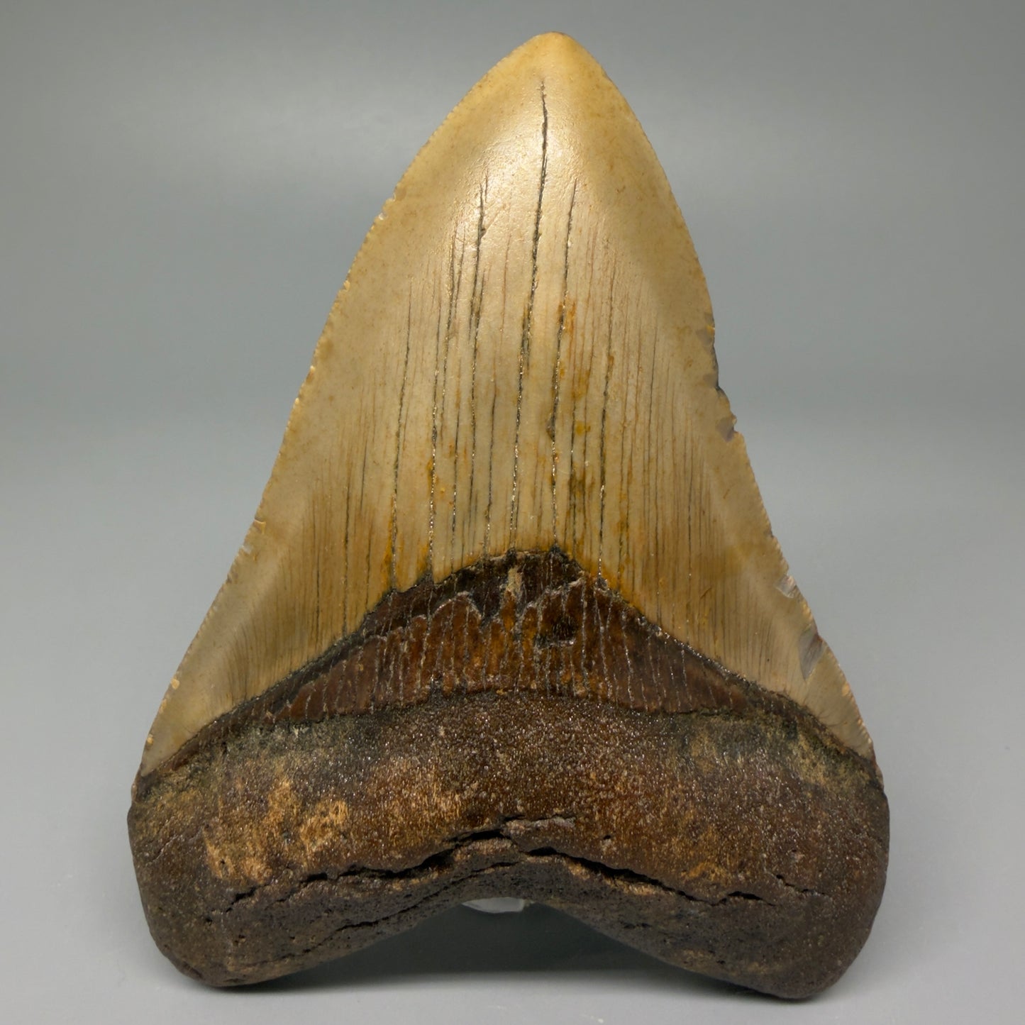 Front View Heart-shaped 4.28" Authentic Megalodon Tooth – North Carolina Fossil | Carcharocles megalodon CM5418