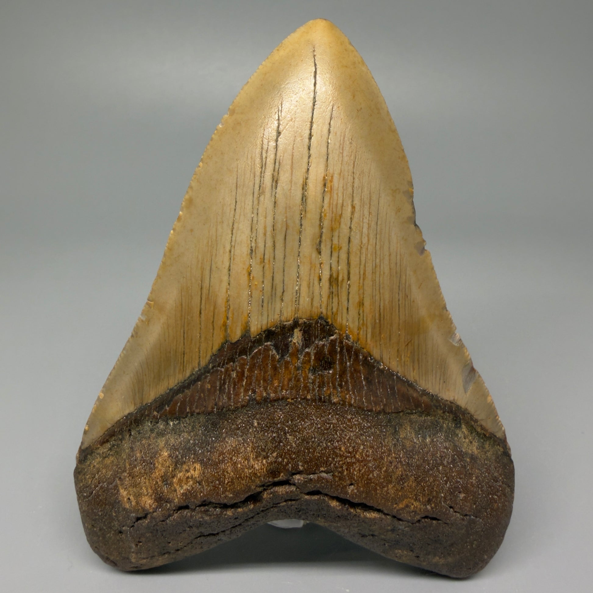 Front View Heart-shaped 4.28" Authentic Megalodon Tooth – North Carolina Fossil | Carcharocles megalodon CM5418