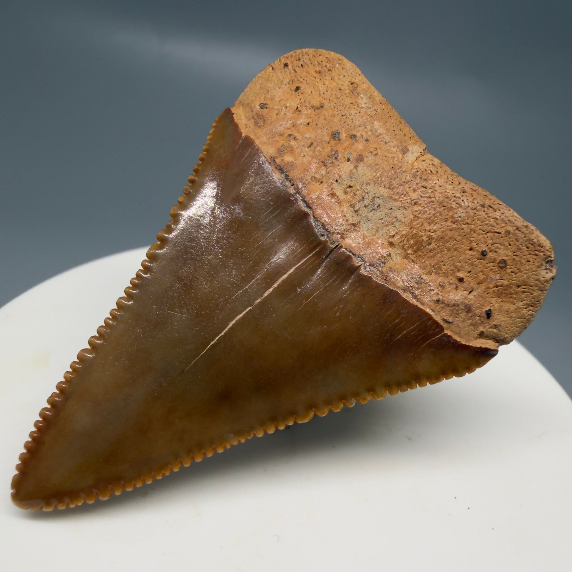 Back Right View Collector's Quality 1.94" Fossil Great White Shark Tooth - Cooper River, SC - Colorful GW1331