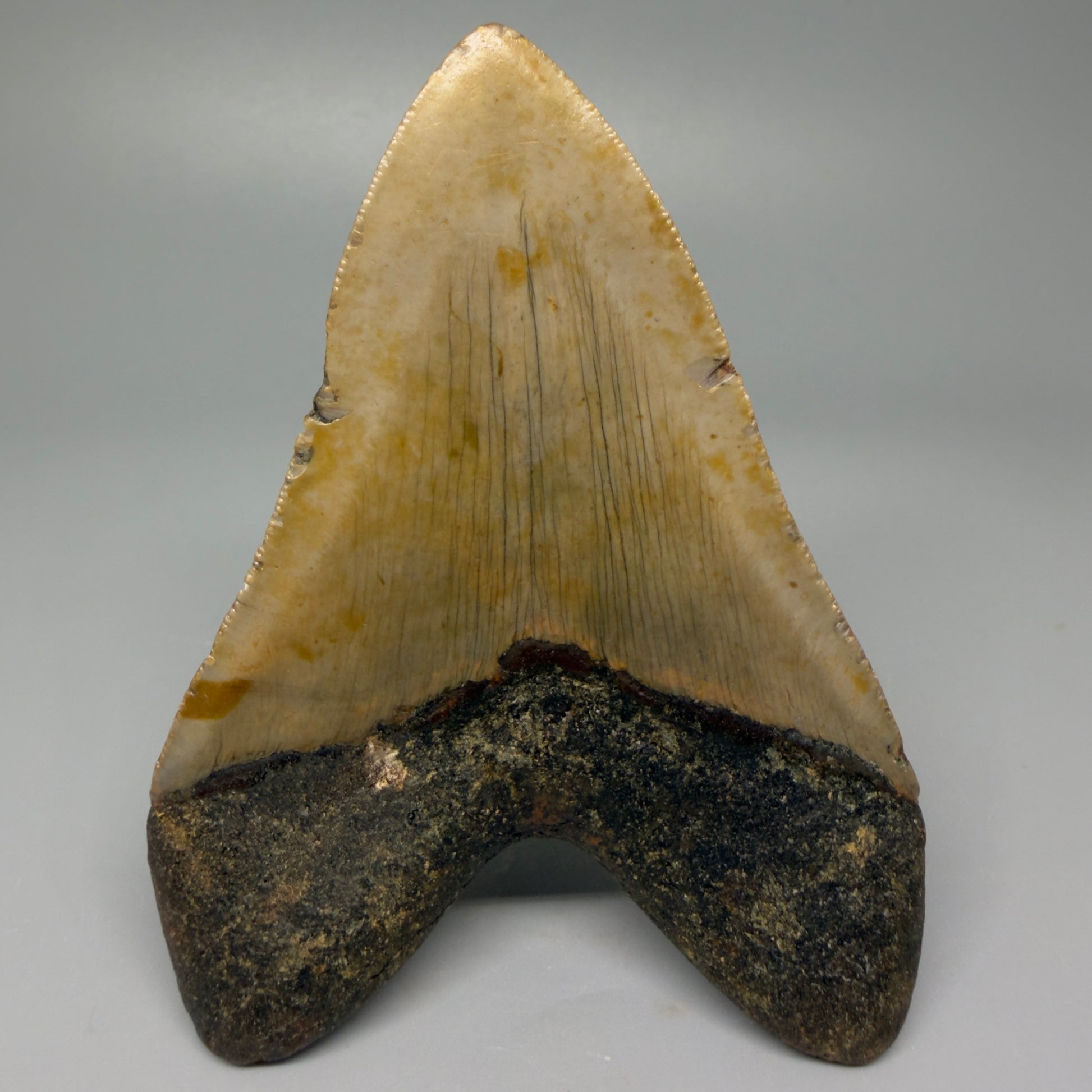 Back View Heart-shaped 4.28" Authentic Megalodon Tooth – North Carolina Fossil | Carcharocles megalodon CM5418