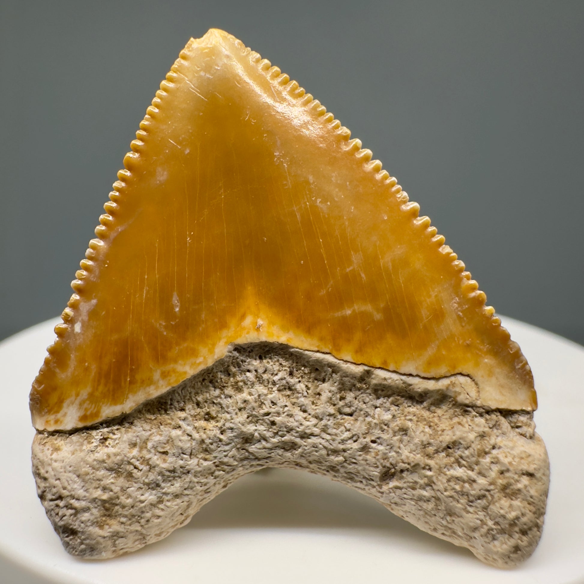 Heart shaped 1.36" Fossil Juvenile Megalodon Tooth - Bone Valley, Florida CM5005 - Back