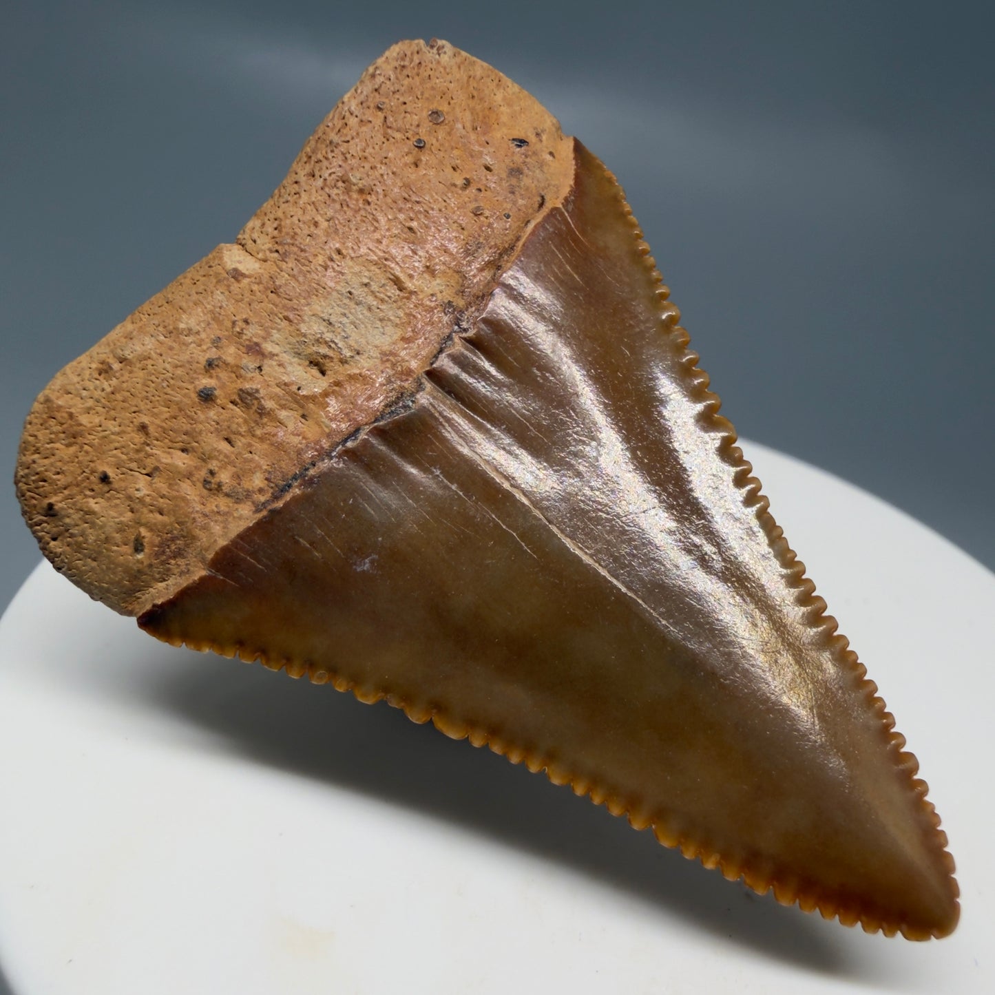 Back Left View Collector's Quality 1.94" Fossil Great White Shark Tooth - Cooper River, SC - Colorful GW1331