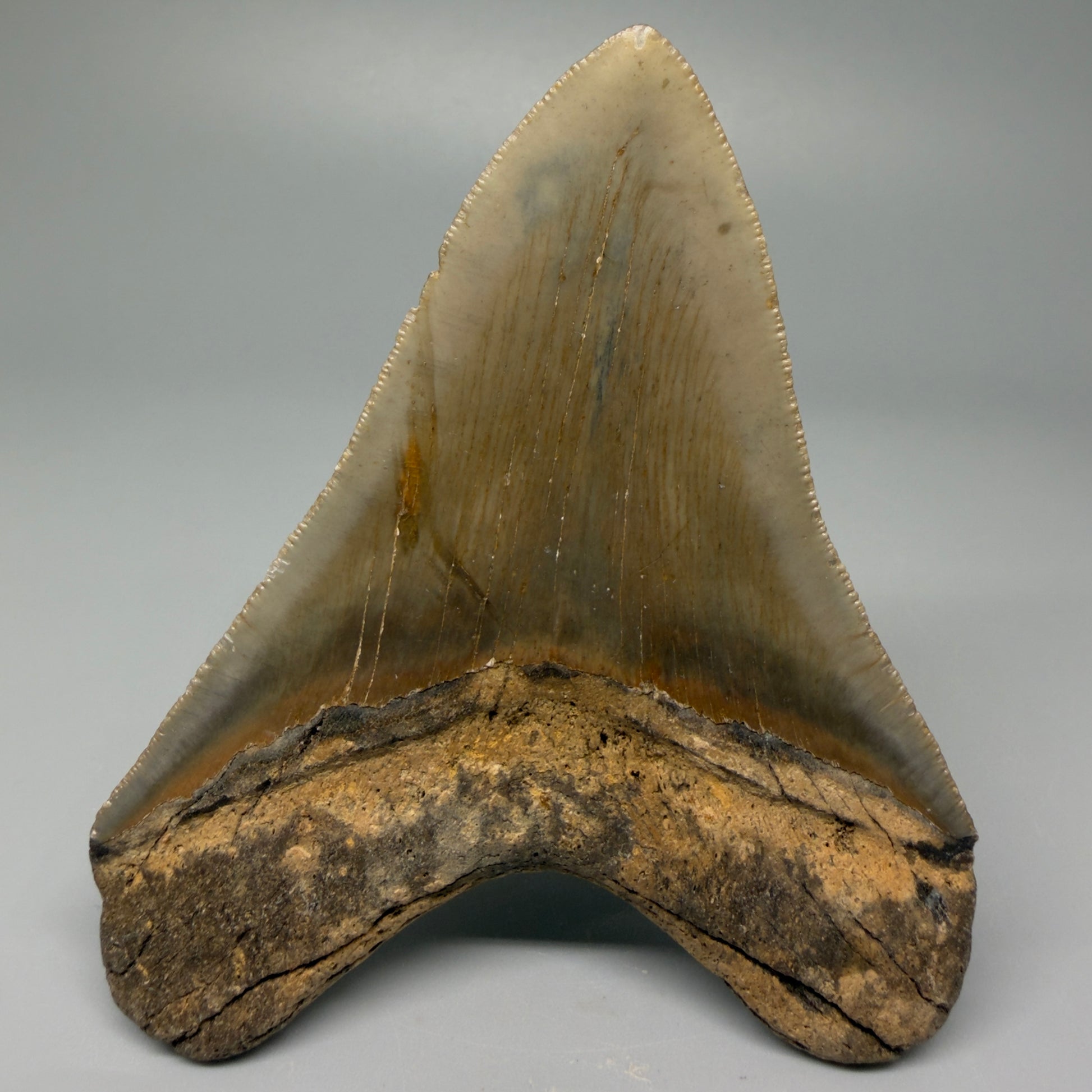 Back View 4.03" Authentic Megalodon Tooth – North Carolina Fossil | Carcharocles megalodon CM5414