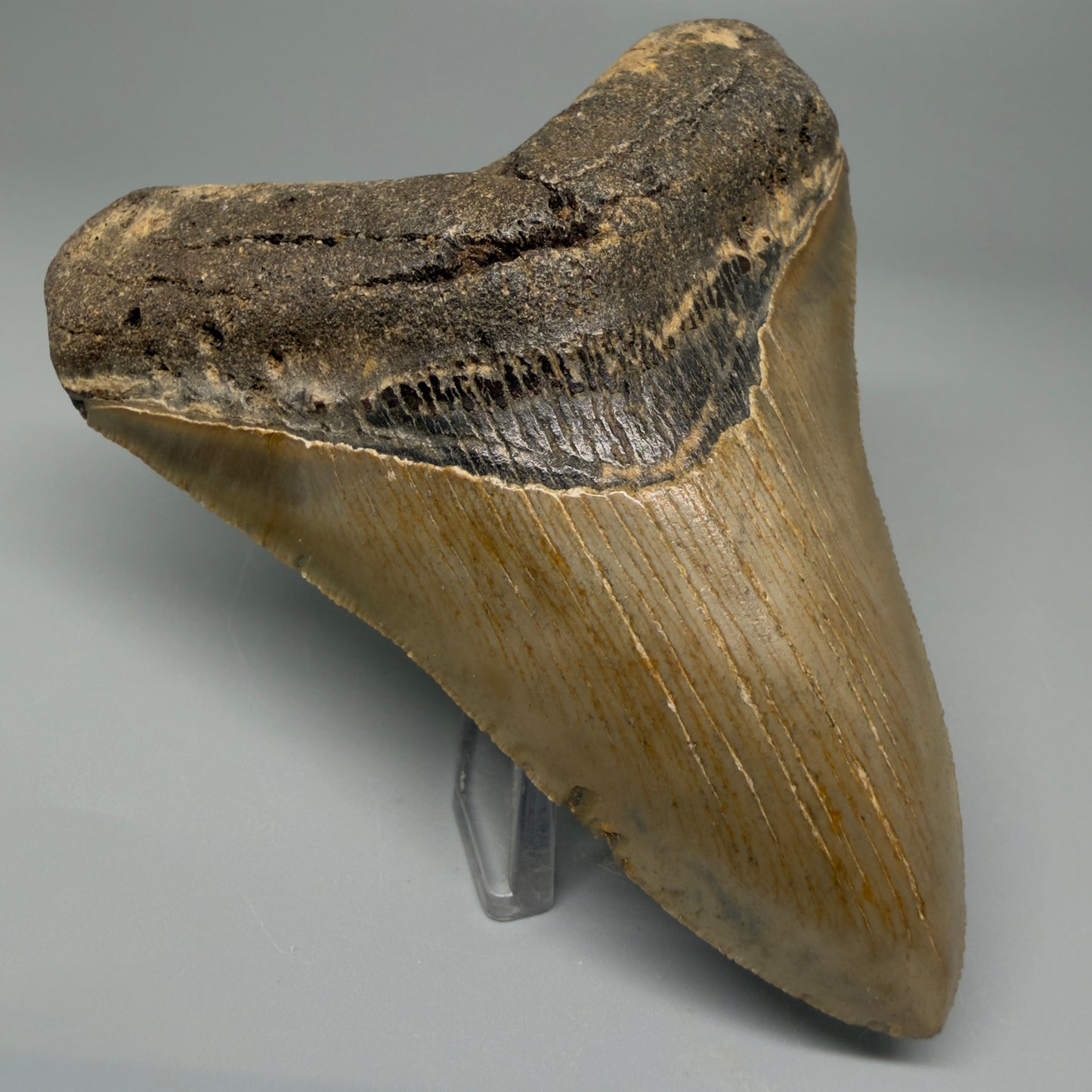 Front Left View 4.03" Authentic Megalodon Tooth – North Carolina Fossil | Carcharocles megalodon CM5414 