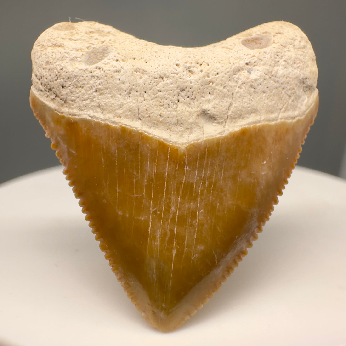 Heart shaped 1.36" Fossil Juvenile Megalodon Tooth - Bone Valley, Florida CM5005 - Front1