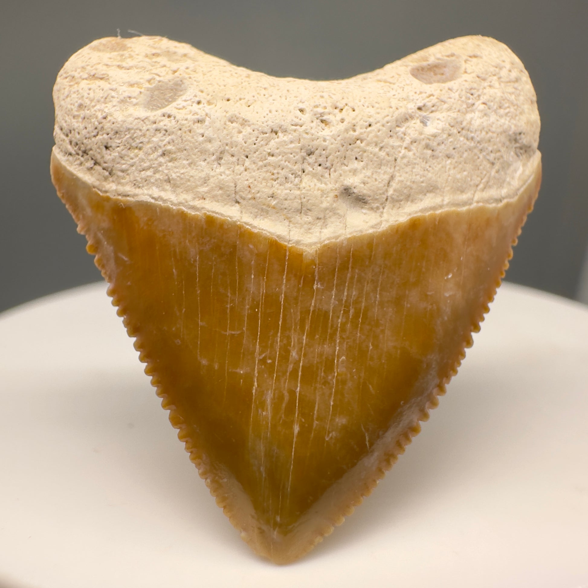 Heart shaped 1.36" Fossil Juvenile Megalodon Tooth - Bone Valley, Florida CM5005 - Front1