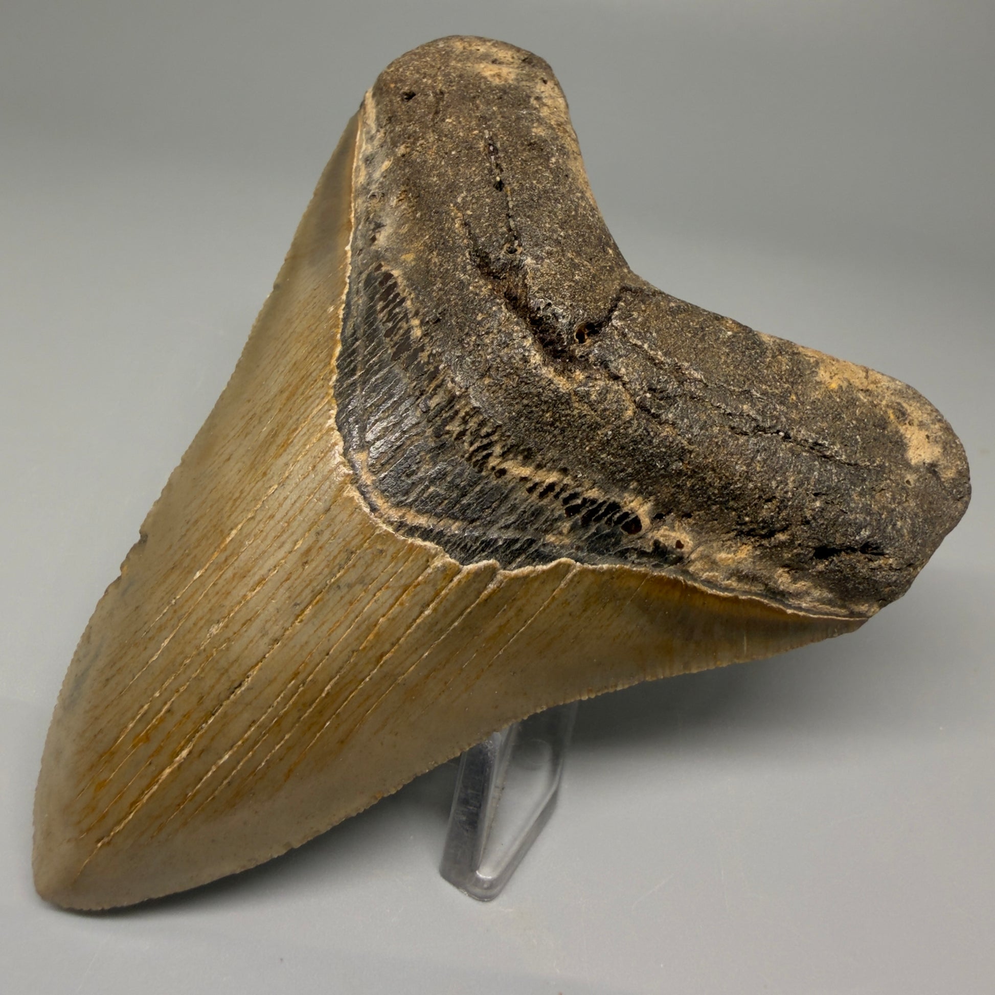 Front Right View 4.03" Authentic Megalodon Tooth – North Carolina Fossil | Carcharocles megalodon CM5414