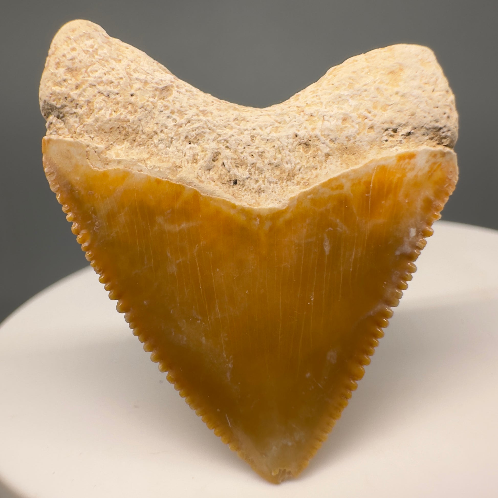 Heart shaped 1.36" Fossil Juvenile Megalodon Tooth - Bone Valley, Florida CM5005 - Back1