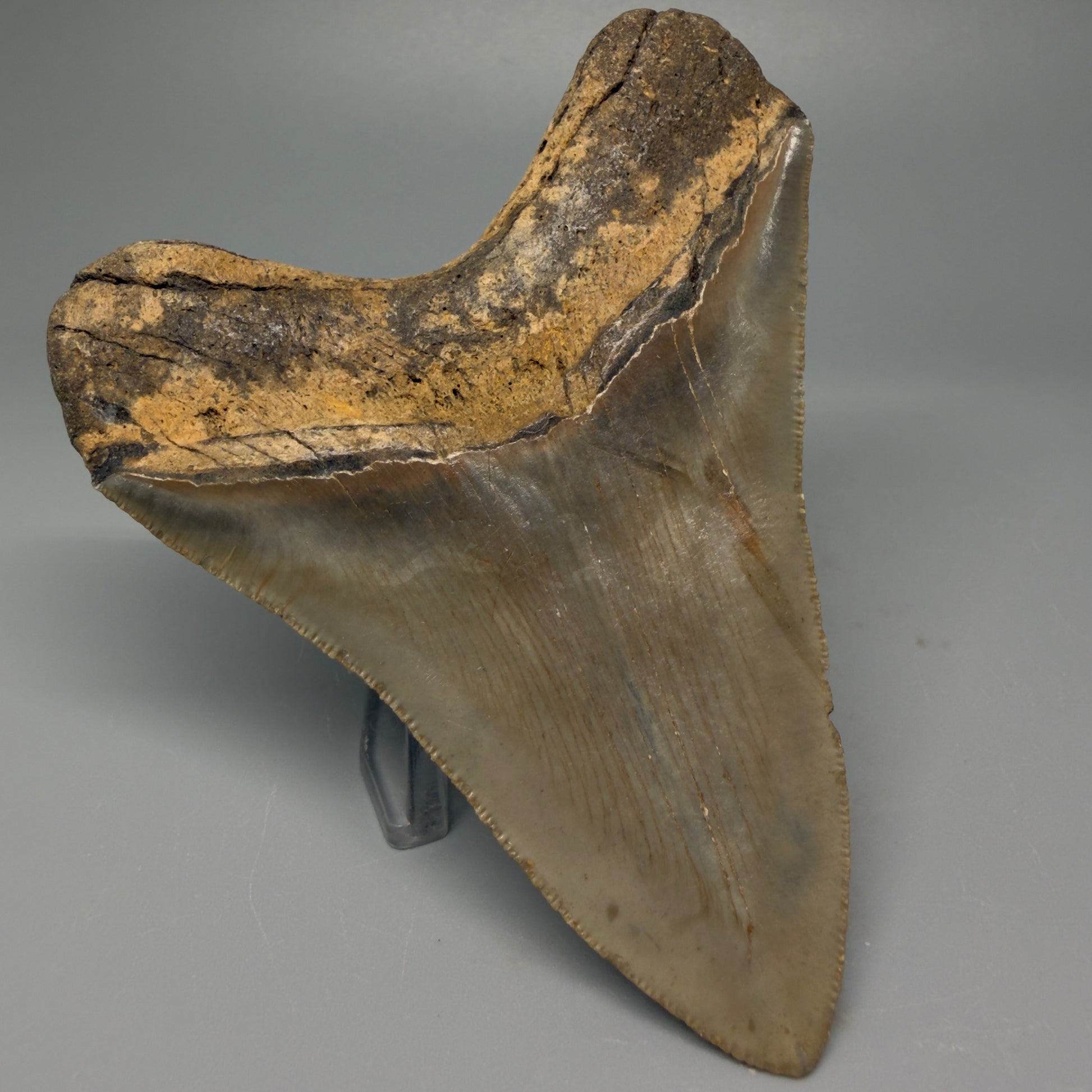 Back Left View 4.03" Authentic Megalodon Tooth – North Carolina Fossil | Carcharocles megalodon CM5414