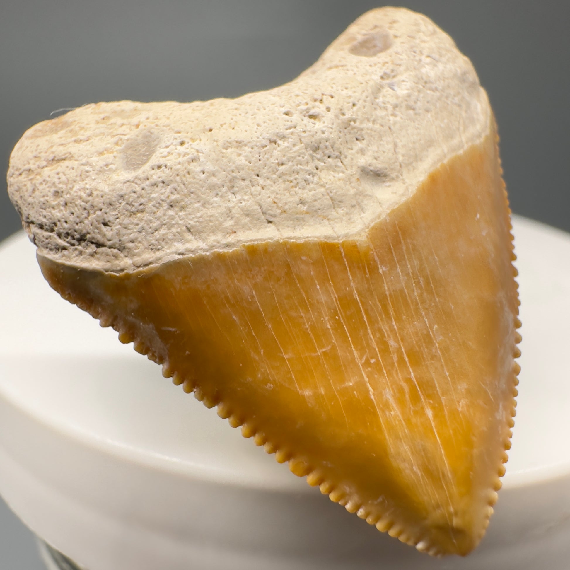 Heart shaped 1.36" Fossil Juvenile Megalodon Tooth - Bone Valley, Florida CM5005 - Front Left