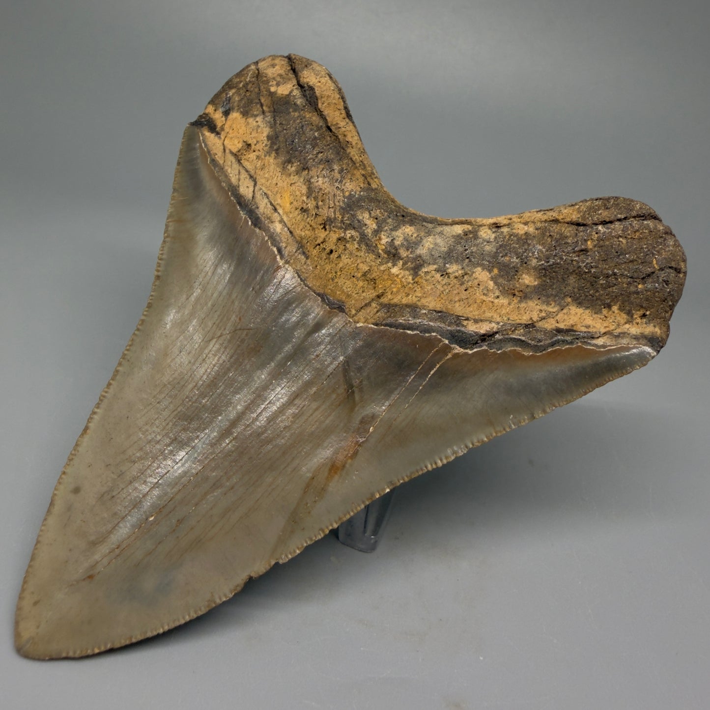 Back Right View 4.03" Authentic Megalodon Tooth – North Carolina Fossil | Carcharocles megalodon CM5414
